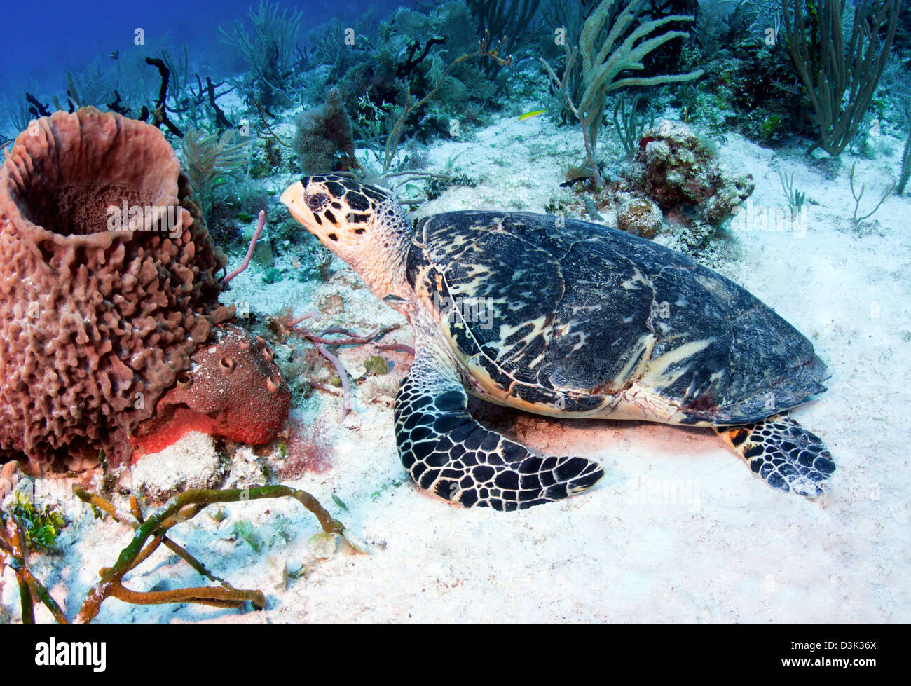 Un ferito tartaruga embricata nel Mar dei Caraibi, Messico. Foto Stock