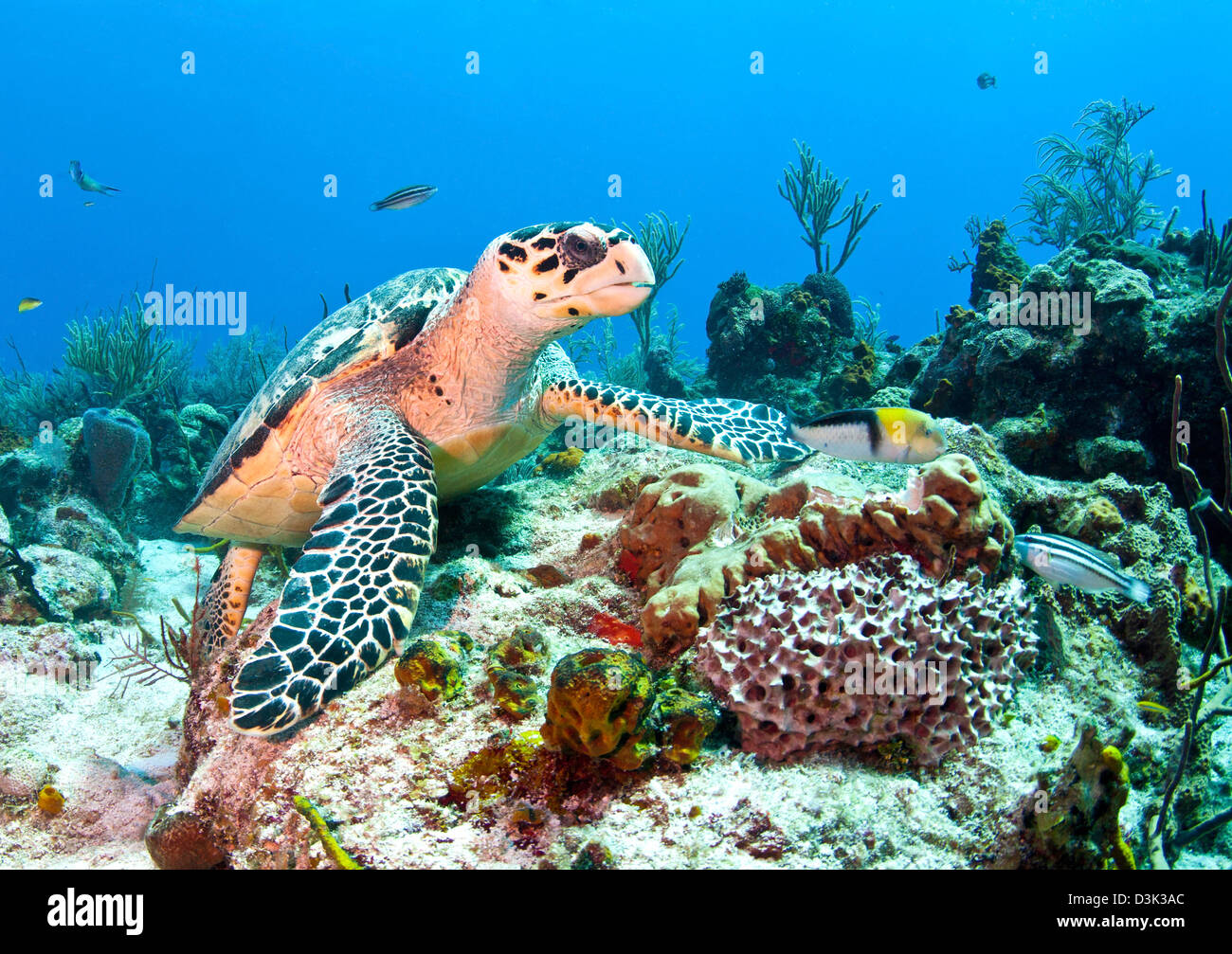 Tartaruga embricata alimentazione su spugna nel Mar dei Caraibi, Messico. Foto Stock