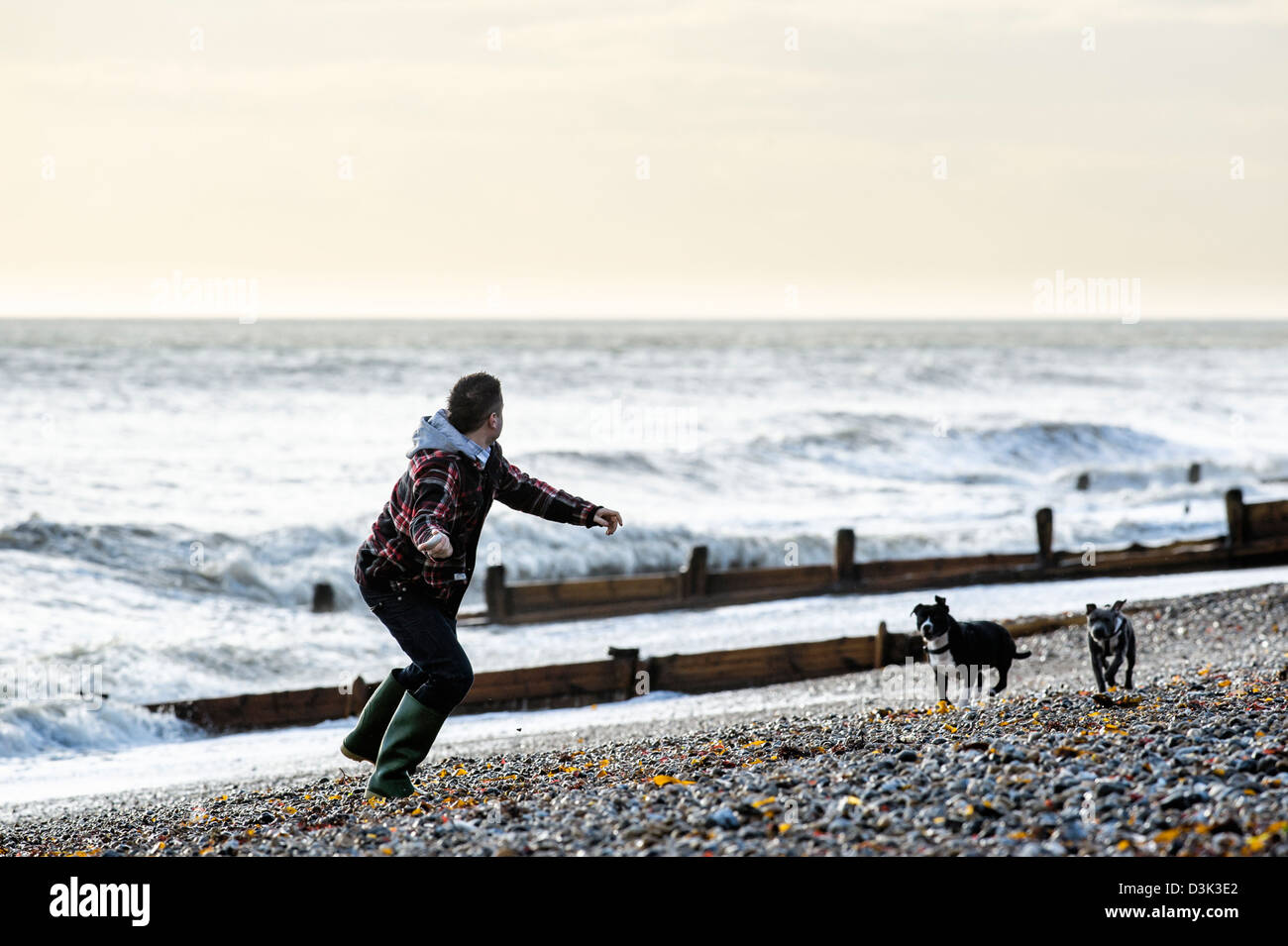 Un uomo di gettare una sfera per 2 cani su una spiaggia Foto Stock