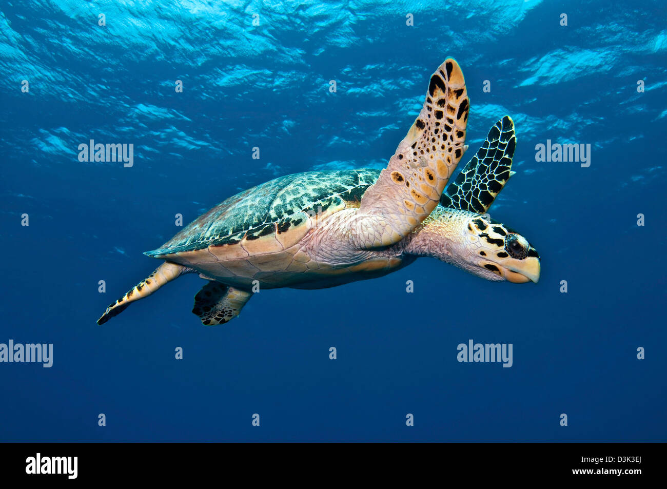 Hawksbill tartaruga di mare a metà acqua nel Mar dei Caraibi. Foto Stock