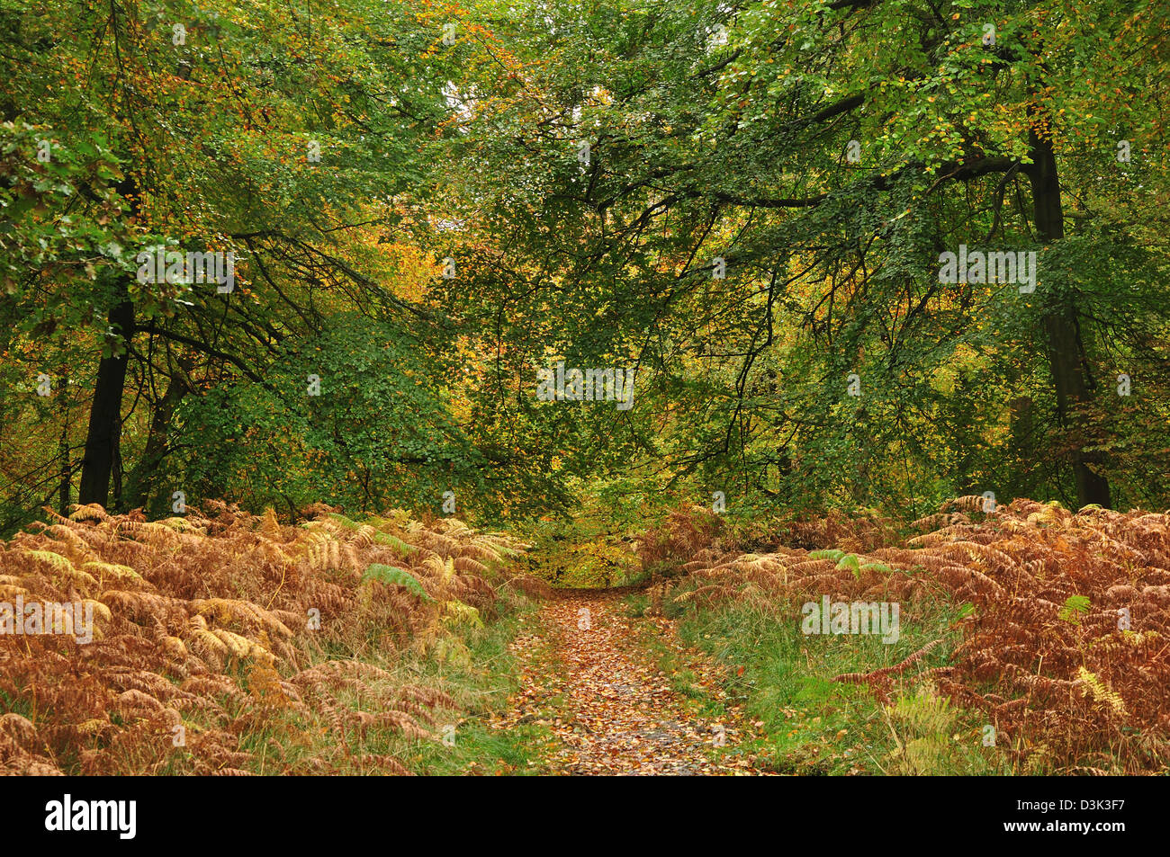 Shadon ciuffo legno, Churchill, la Foresta di Dean. Autunno Foto Stock
