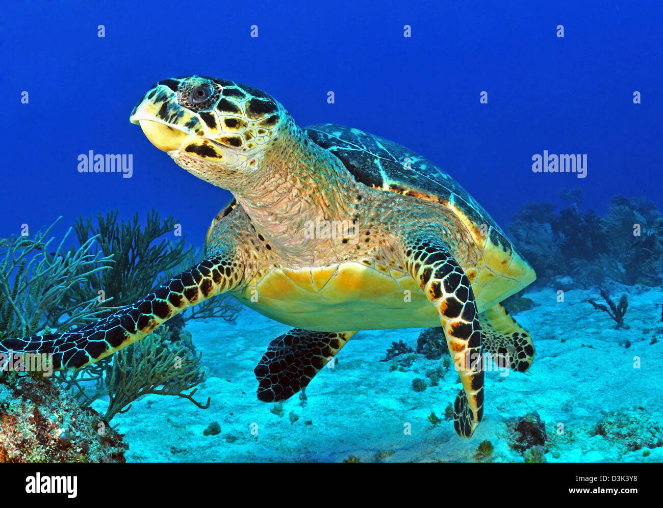 Tartaruga Hawskbill sulla barriera corallina caraibica. Foto Stock