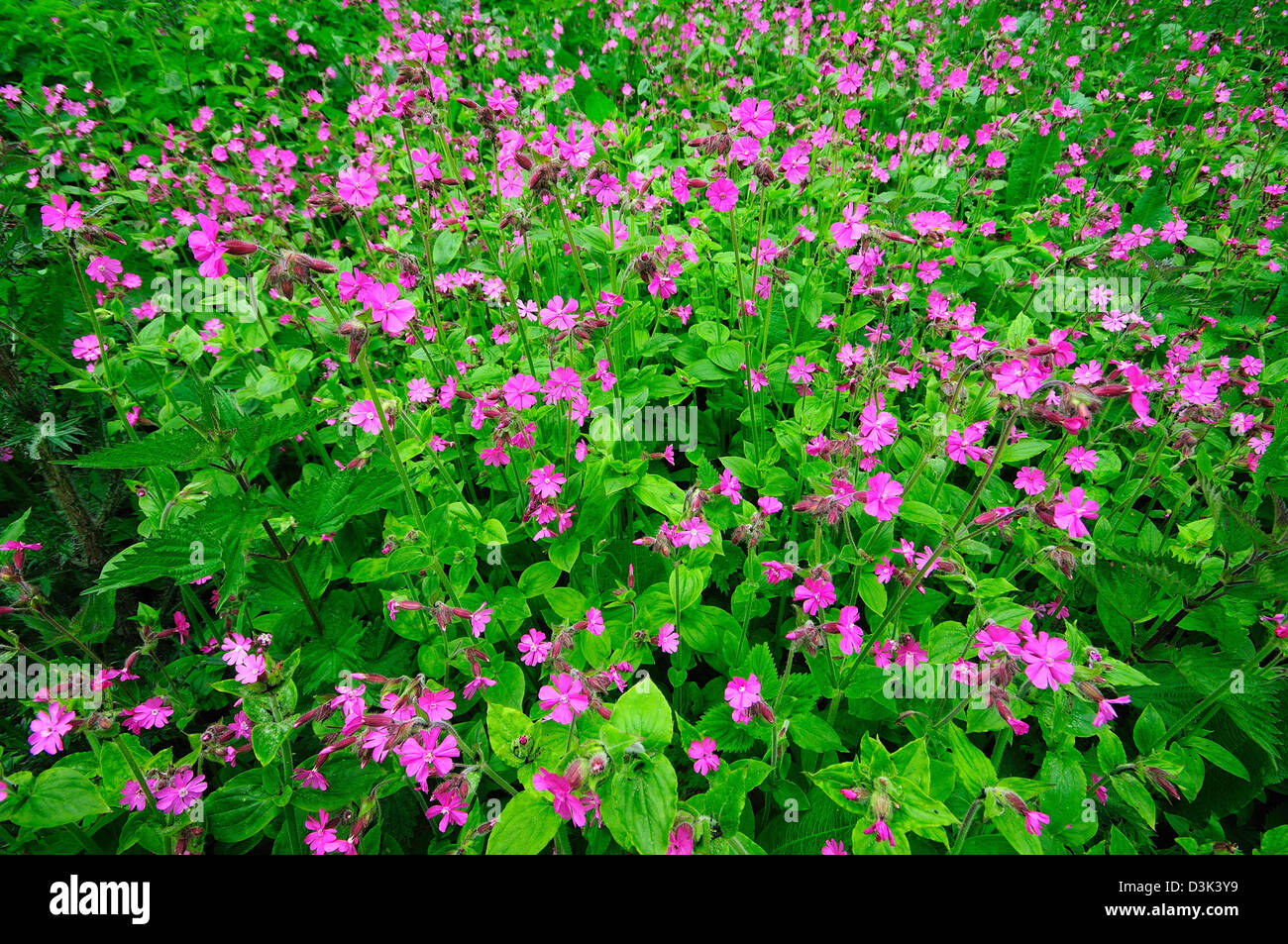 Un grande agglomerato di red campion Foto Stock