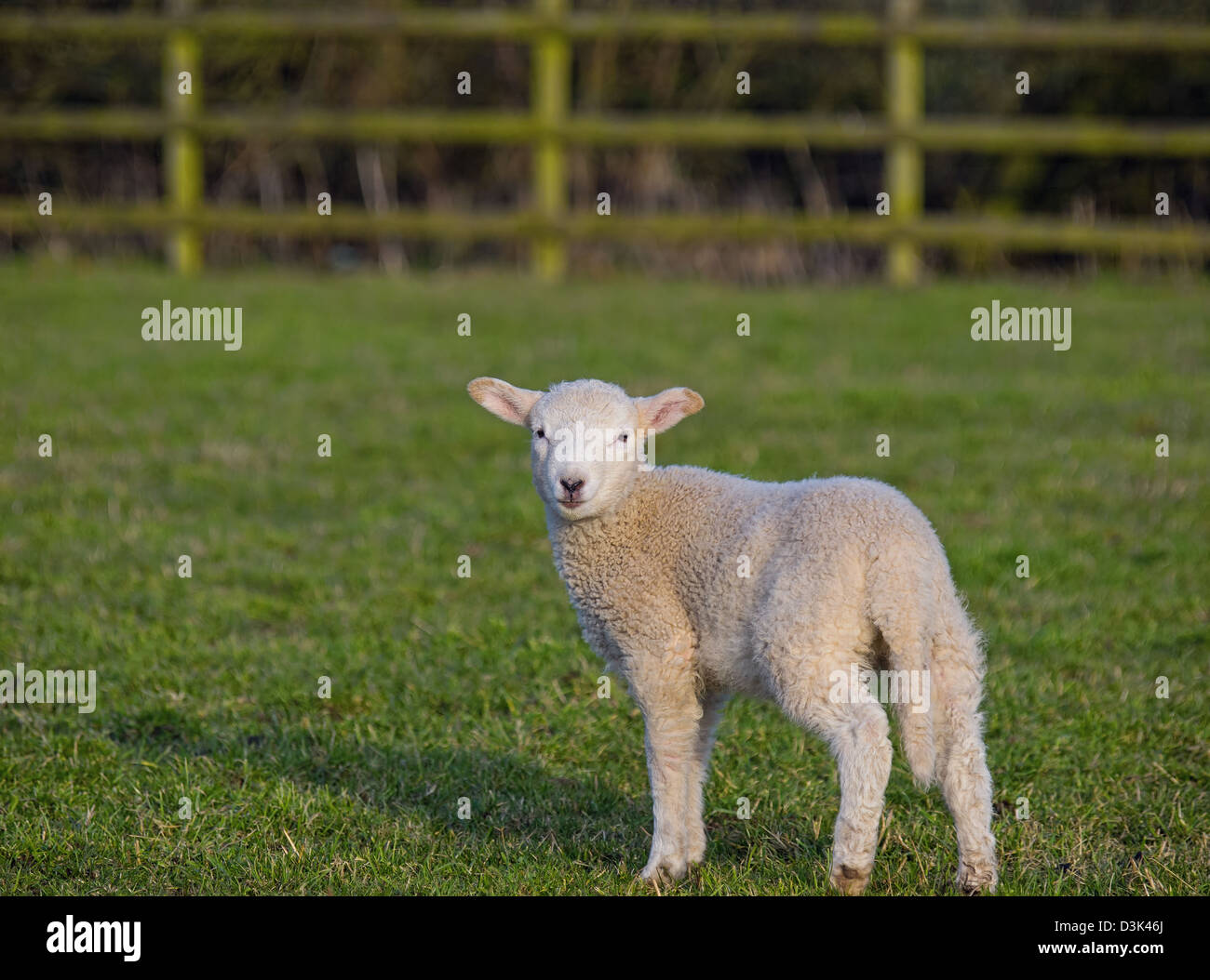 Molla di giovane agnello in campo Foto Stock