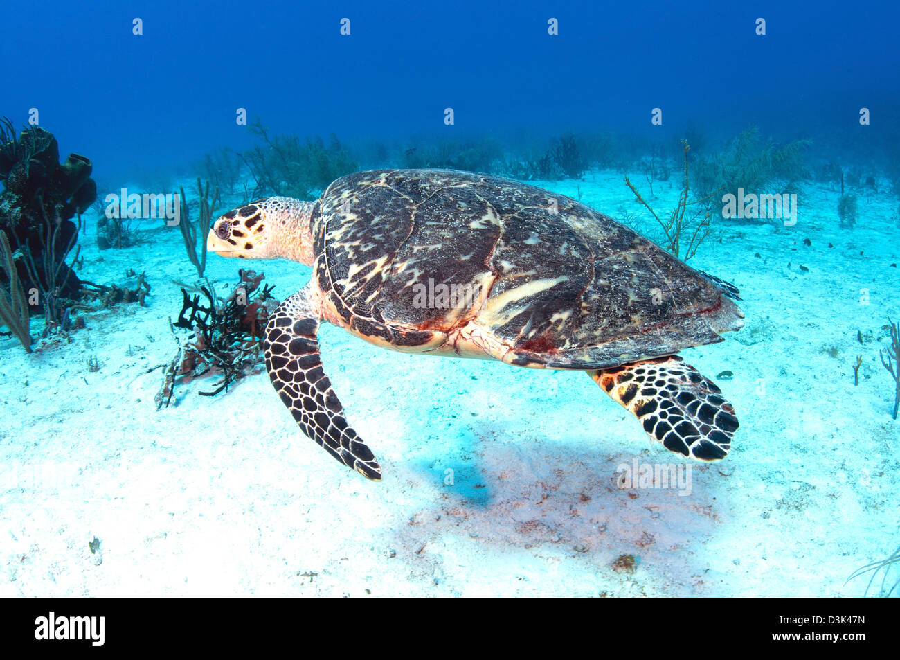 Feriti tartaruga embricata con guscio danneggiato nel Mar dei Caraibi, Messico. Foto Stock