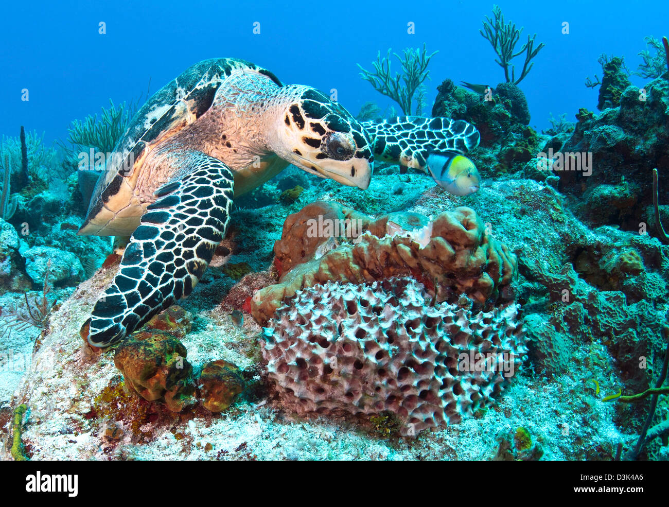 Tartaruga embricata alimentazione su spugna nel Mar dei Caraibi, Messico. Foto Stock