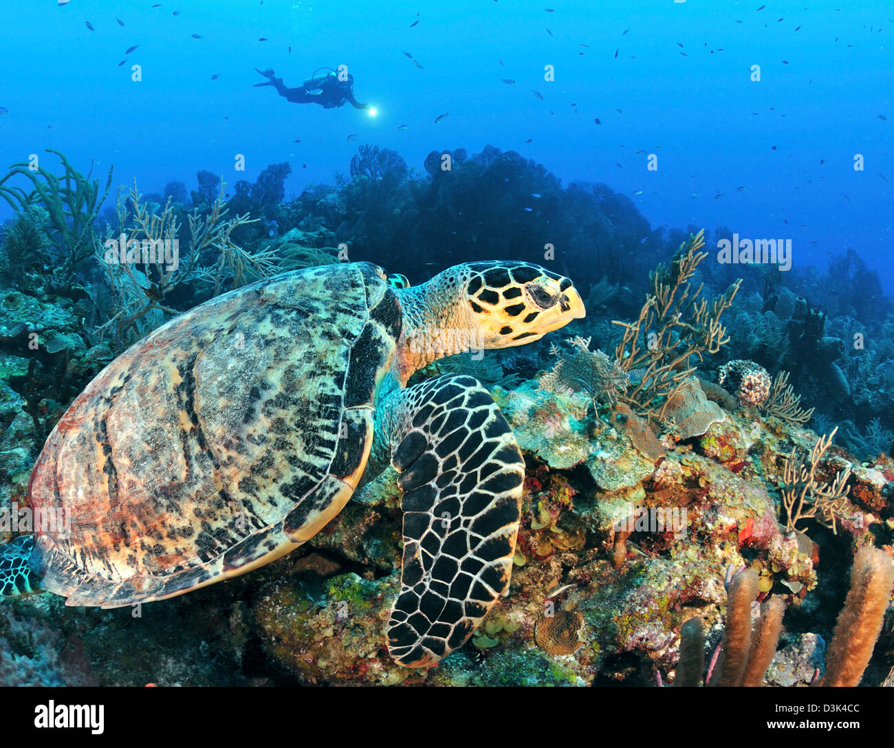 Una tartaruga embricata nuotate lungo una barriera corallina caraibica con subacqueo in background. Foto Stock