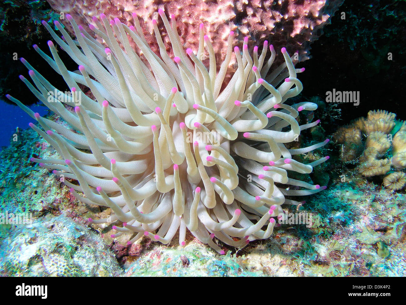 Giant anemone marittimo sulla barriera corallina di Cozumel Messico. Foto Stock