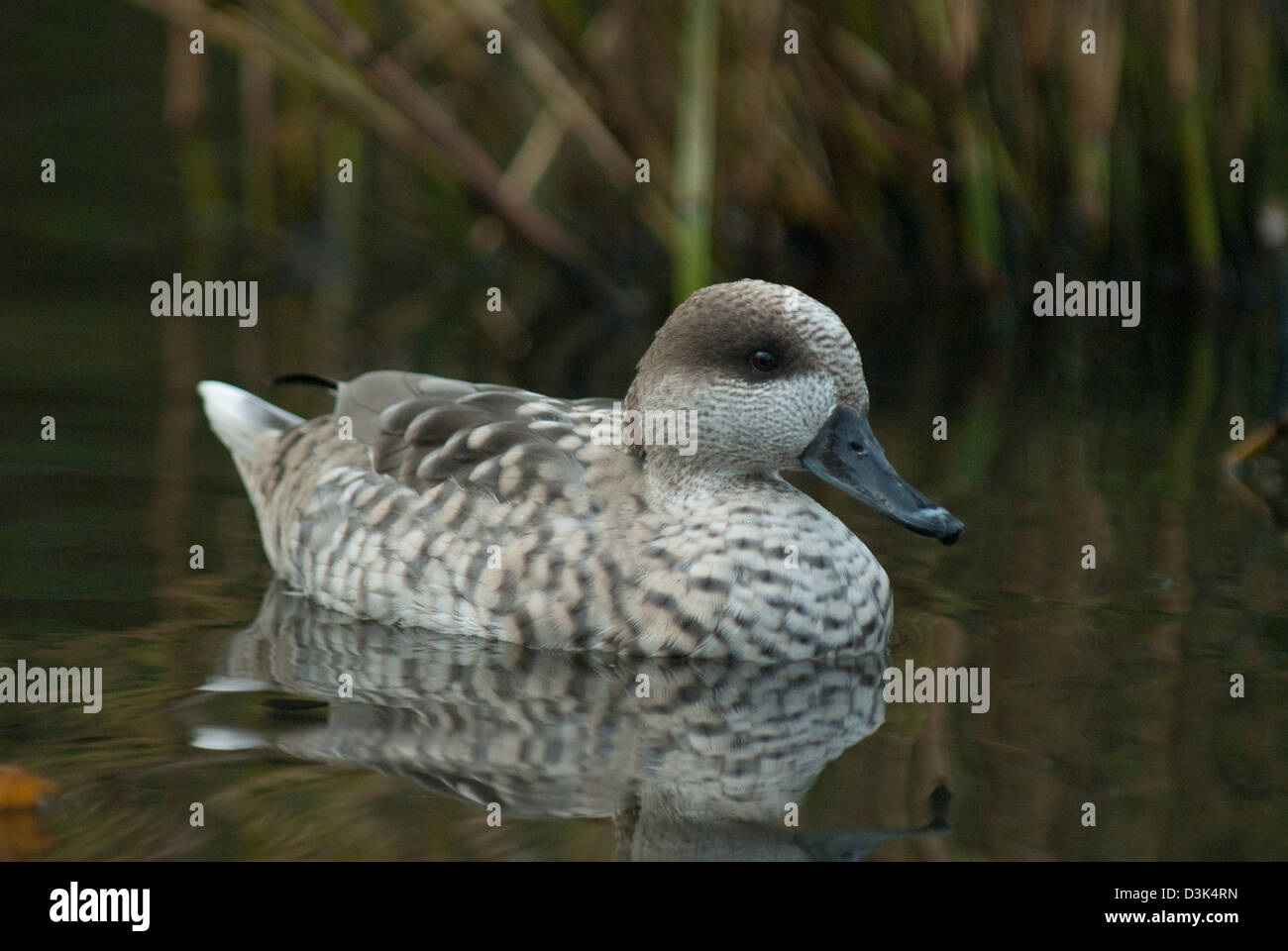 In marmo (Teal marmaronetta angustirostris) in cattività a Martin mera WWT Foto Stock