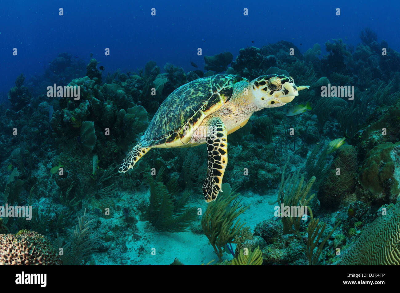 Tartaruga embricata sulla barriera corallina caraibica. Foto Stock