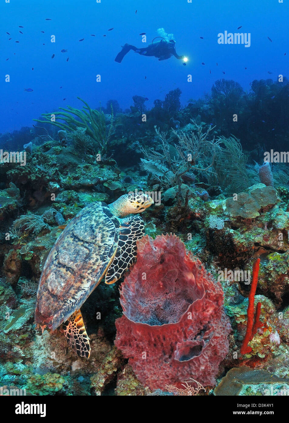 Subacqueo e la tartaruga embricata sulla barriera corallina caraibica. Foto Stock