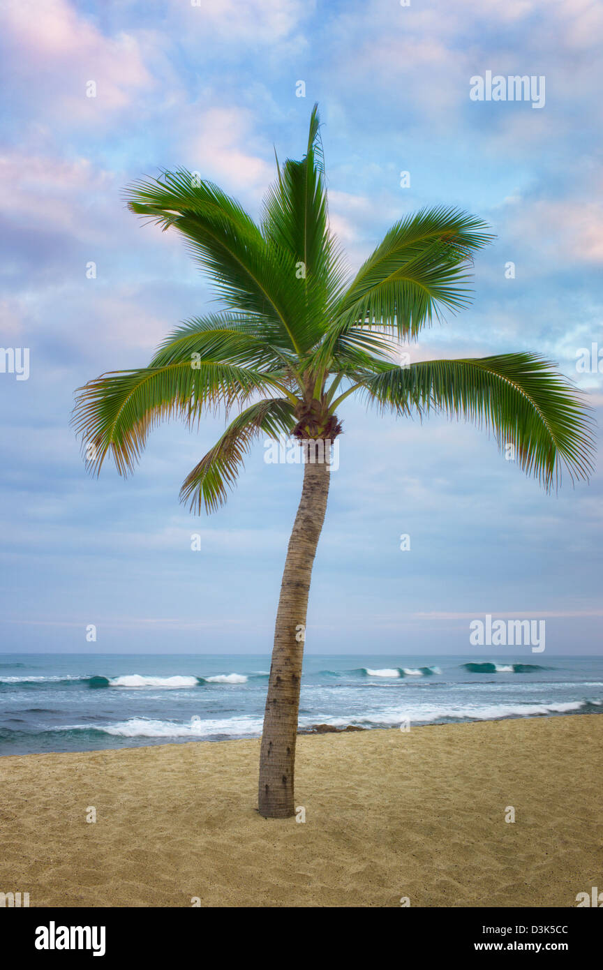 Palm Tree e l'oceano sulla costa Kohala. La Big Island delle Hawaii. Foto Stock