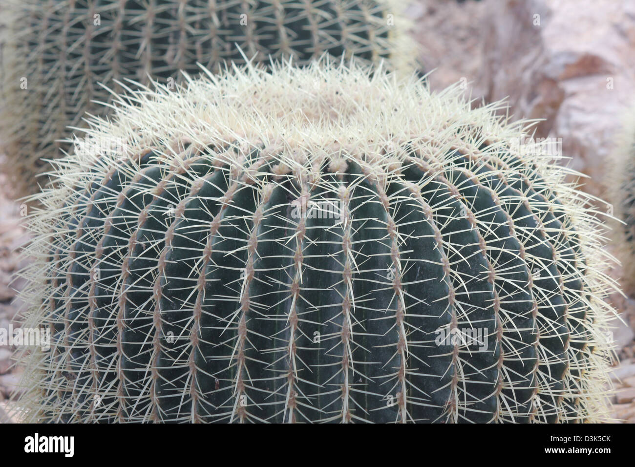 Wisley, Surrey, Inghilterra. Golden Barrel cactus ad RHS Wisley Gardens  Foto stock - Alamy