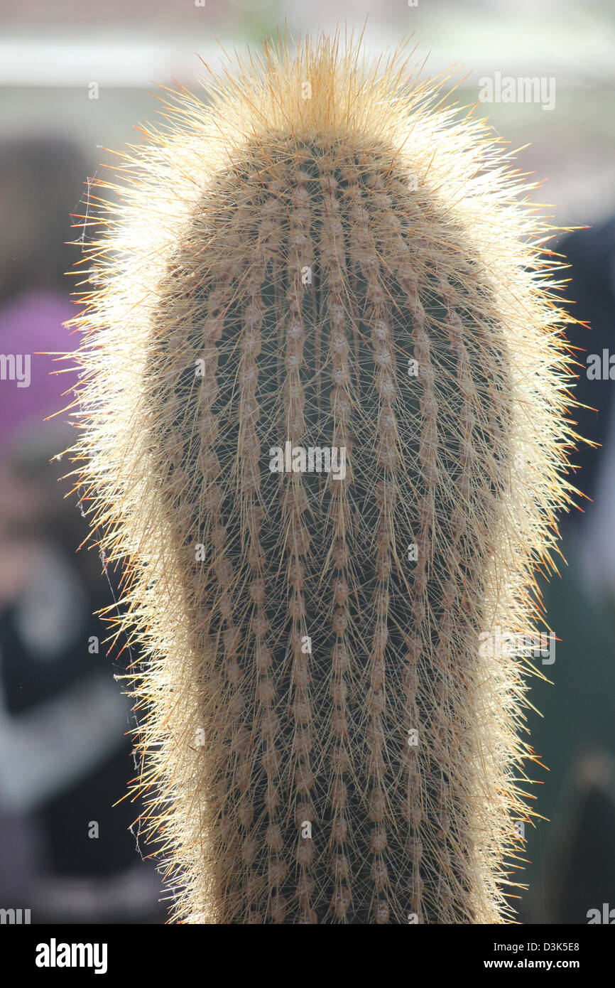 Wisley, Surrey, Inghilterra. Retro-illuminato cactus ad RHS Wisley Gardens Foto Stock