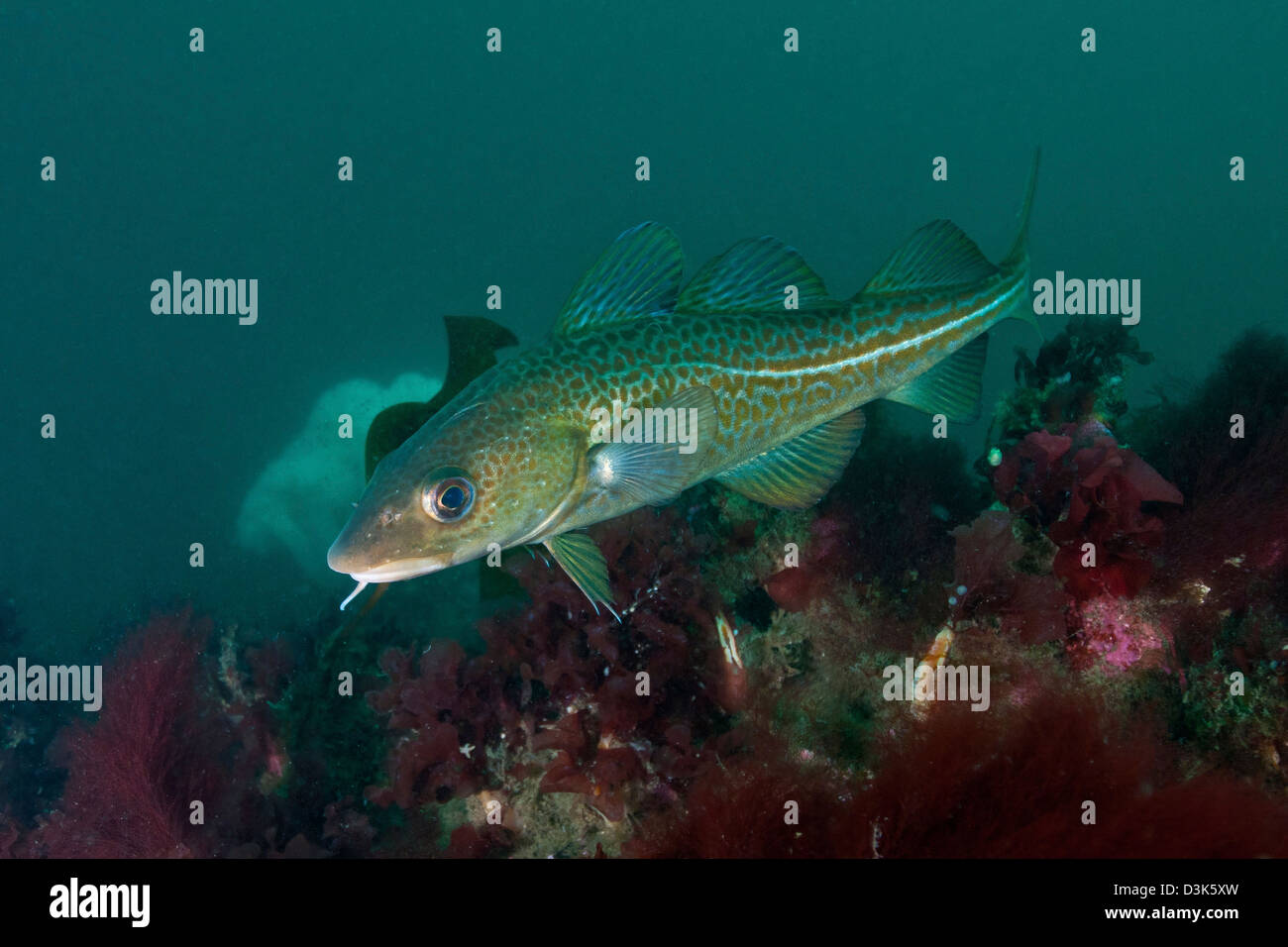 Giallo maculato oceano Atlantico Merluzzo bianco (Gadus morhua), Strytan, Icland. Foto Stock