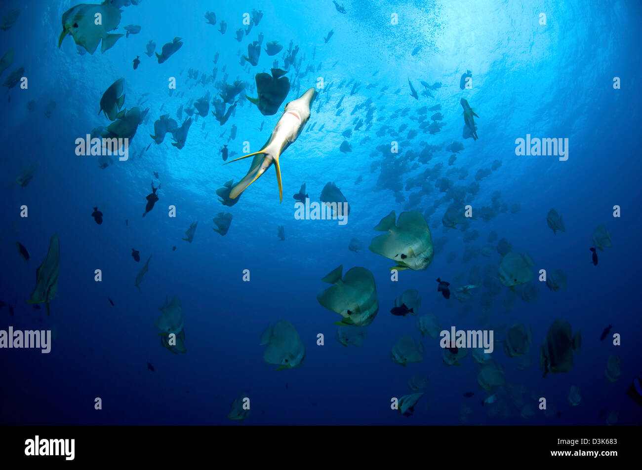 Grande scuola di batfish, Isola Christmas, Australia. Foto Stock