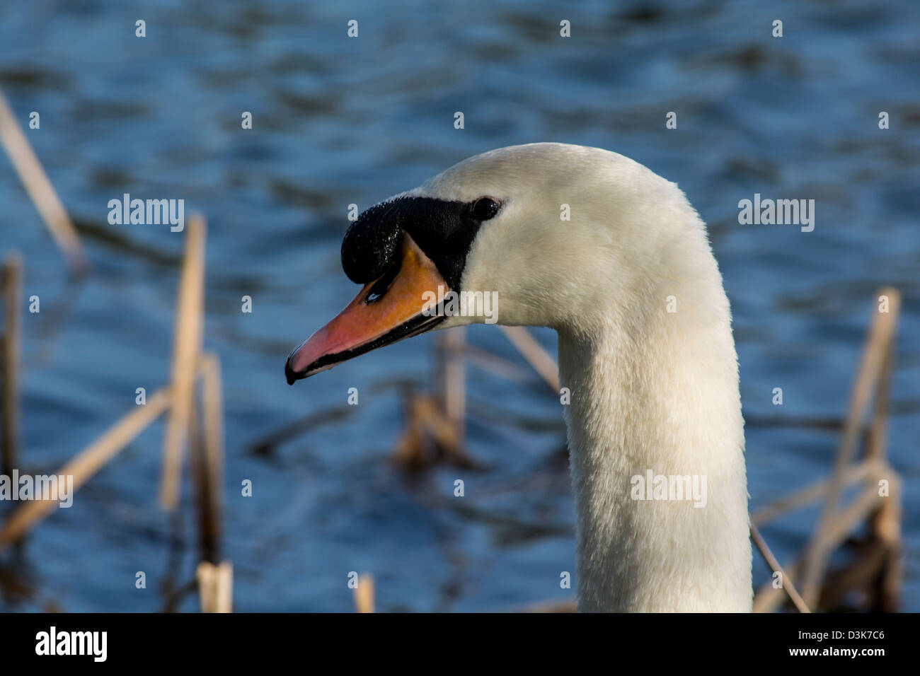 Una chiusura di un maestoso Cigno Foto Stock Una chiusura di un maestoso Cigno Foto Stock