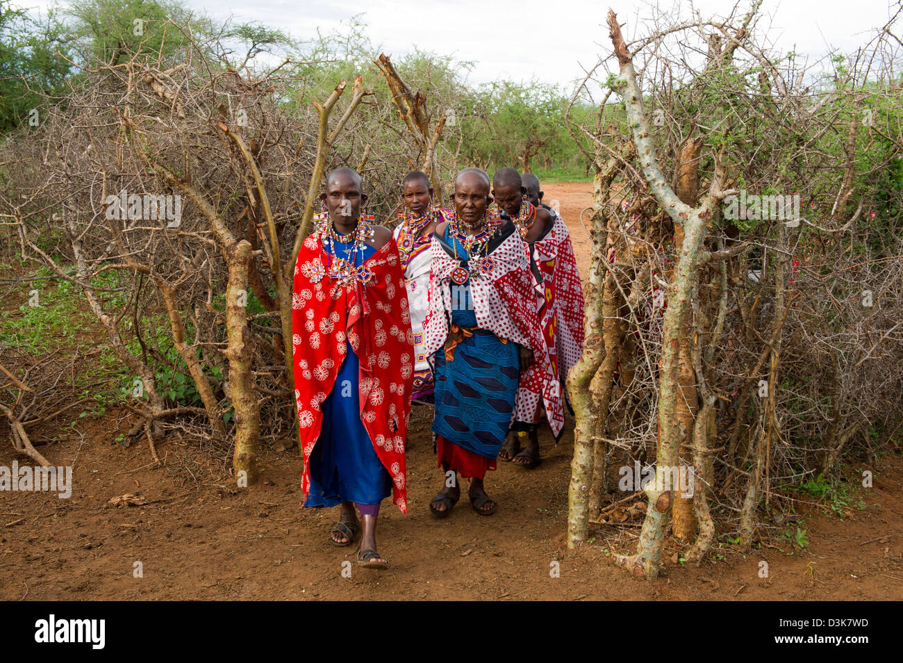 Le donne Masai che immettendo il manyatta, tutela di Selenkay, Kenya Foto Stock
