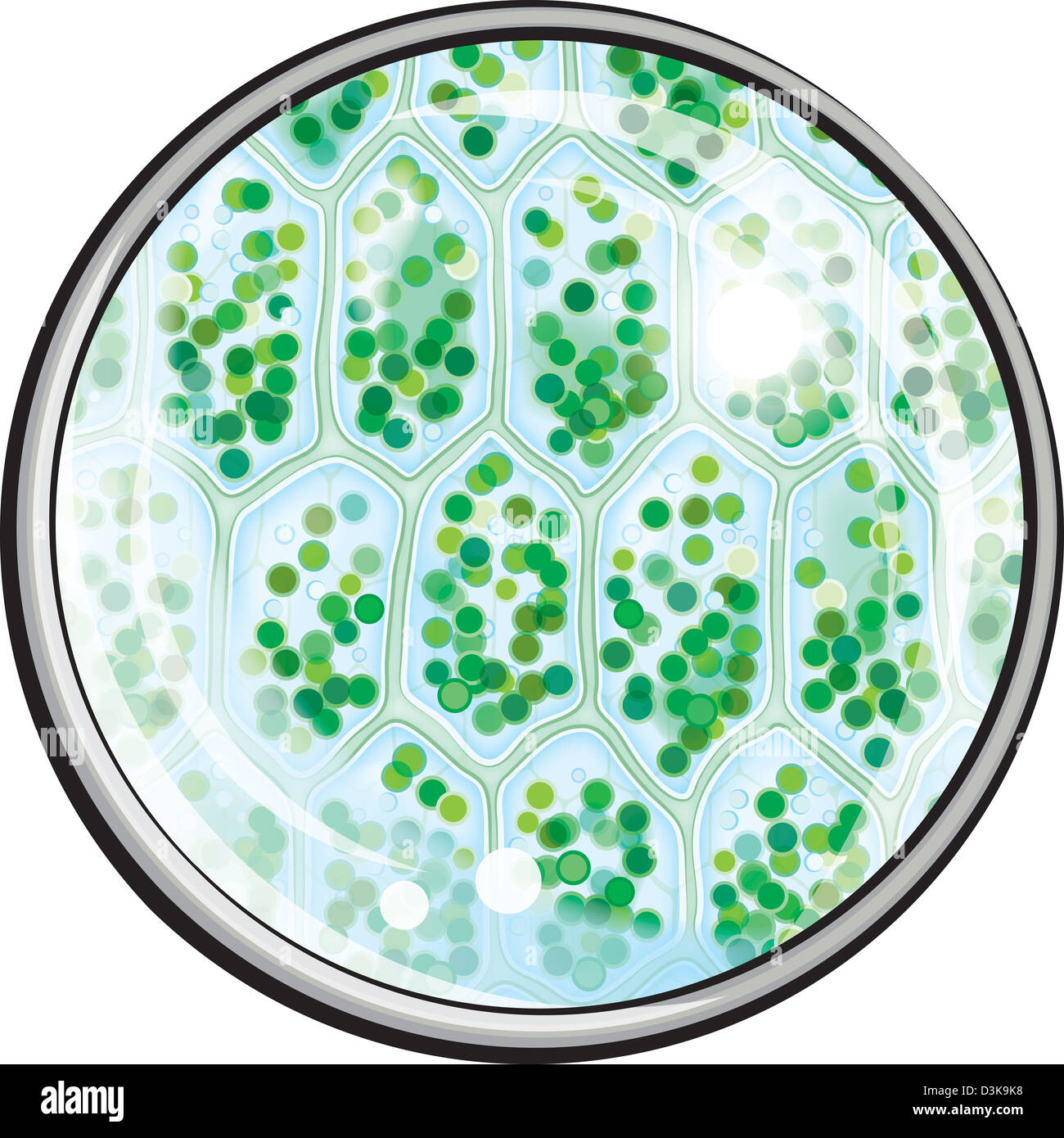 Microscopio Delle Cellule Vegetali 400x 17.987 Cellule Vegetali Stock