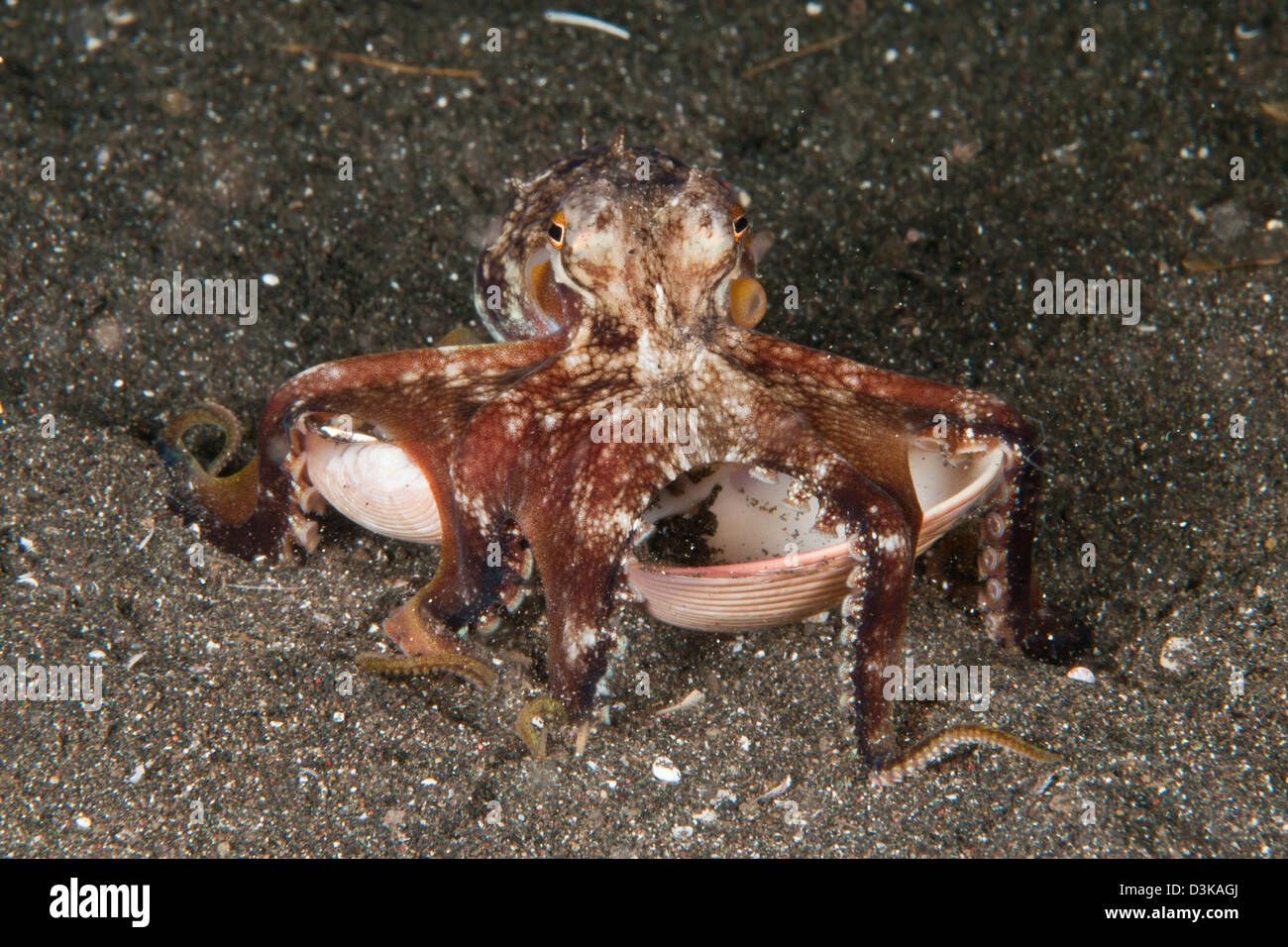 Il Cocco octopus (Amphioctopus marginatus) portante un clam shell, Lembeh strait, Nord Sulawesi, Indonesia. Foto Stock