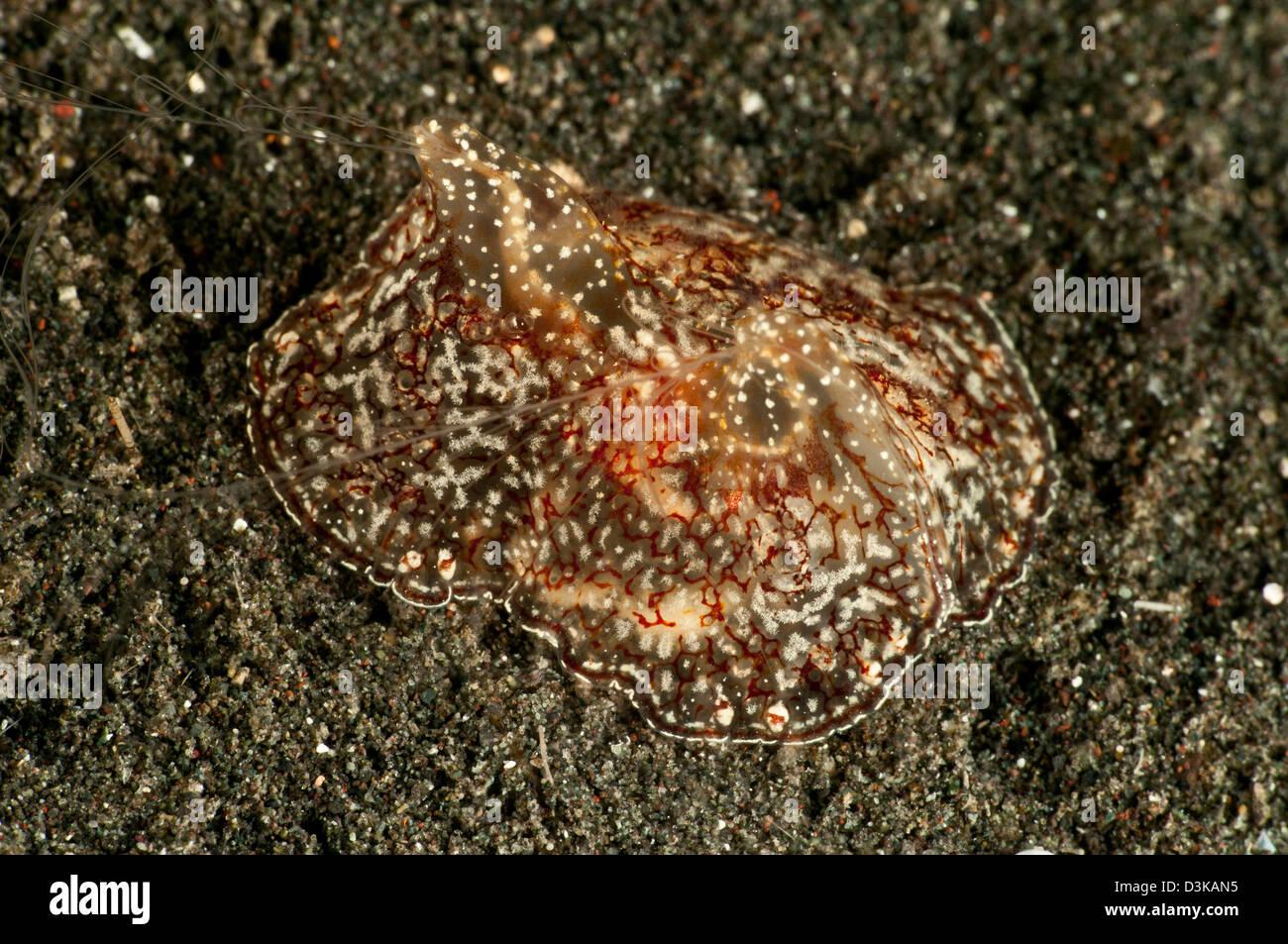 Traslucido rosso brunastro mare lepre con filamenti estesa, Lembeh strait, Nord Sulawesi, Indonesia. Foto Stock