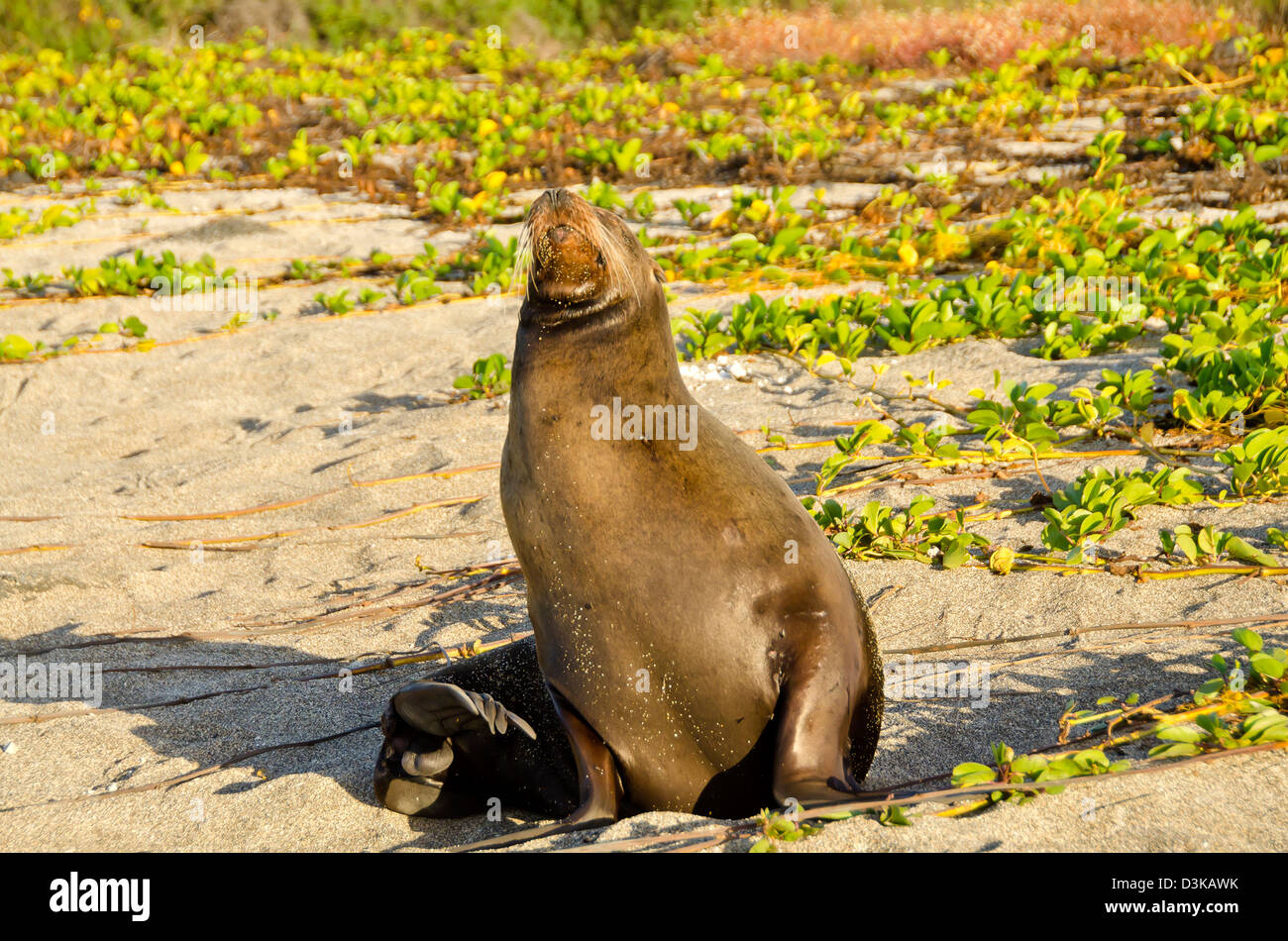 Pelliccia sigillo sbadigliare sulla spiaggia, isola di Santiago, Isole Galapagos, Ecuador Foto Stock