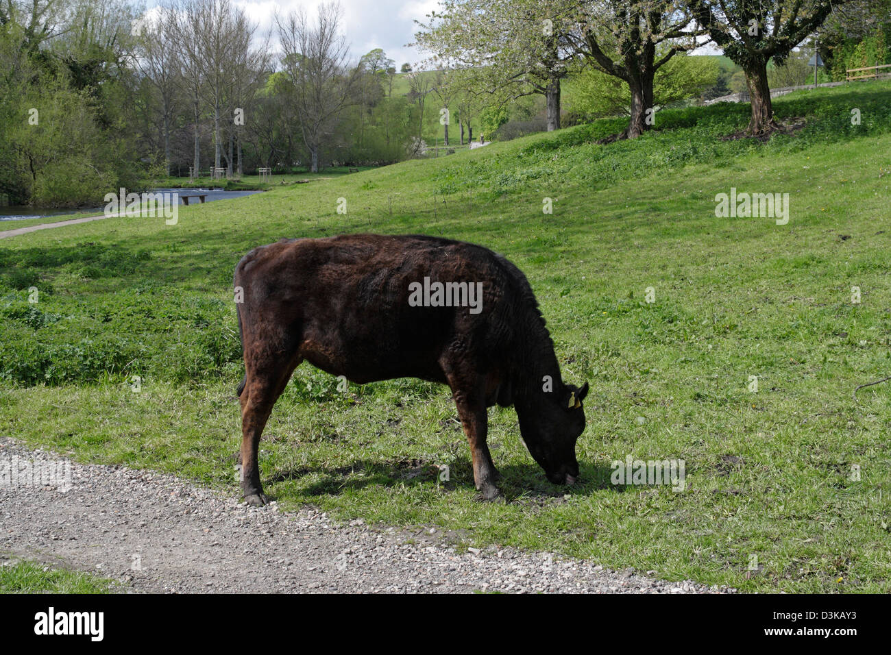 Una mucca che pascolano accanto al fiume Wye nel Bakewell Derbyshire Peak District Inghilterra UK Foto Stock