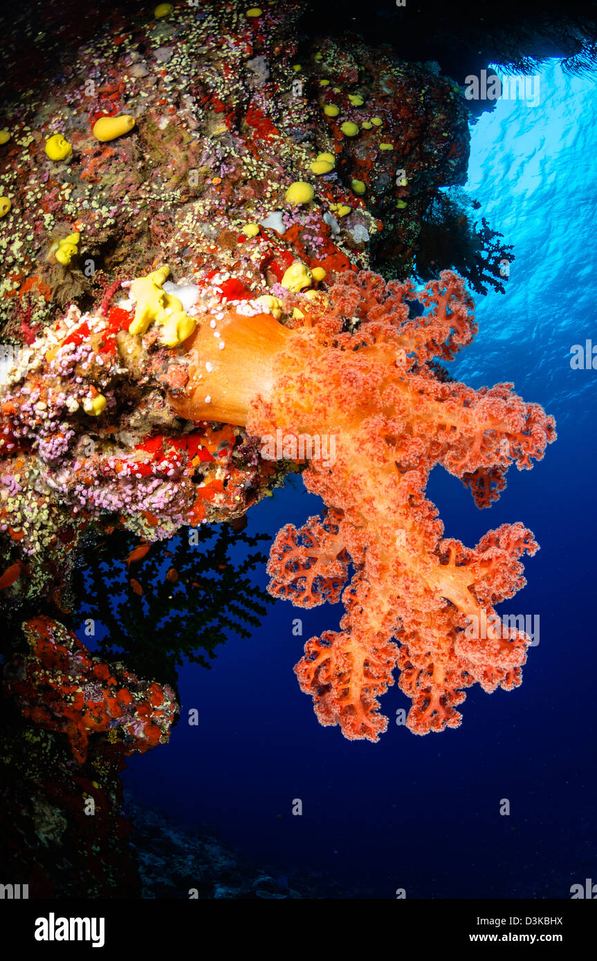 Soft Coral seascape, Fiji. Foto Stock