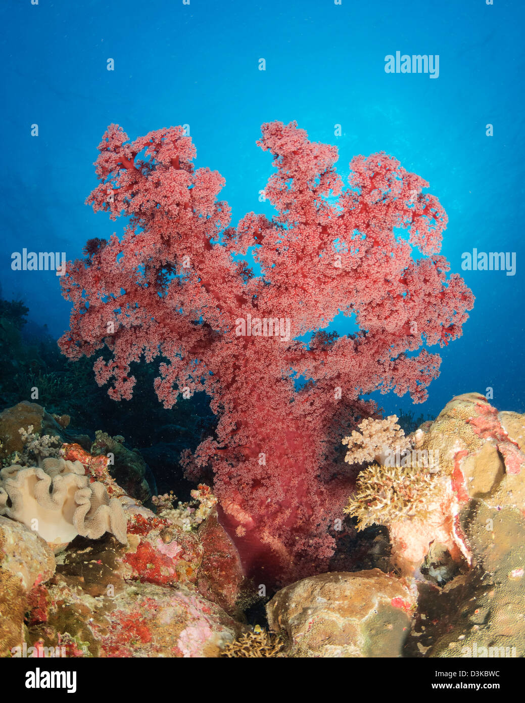 Rosso corallo morbido, Australia. Foto Stock