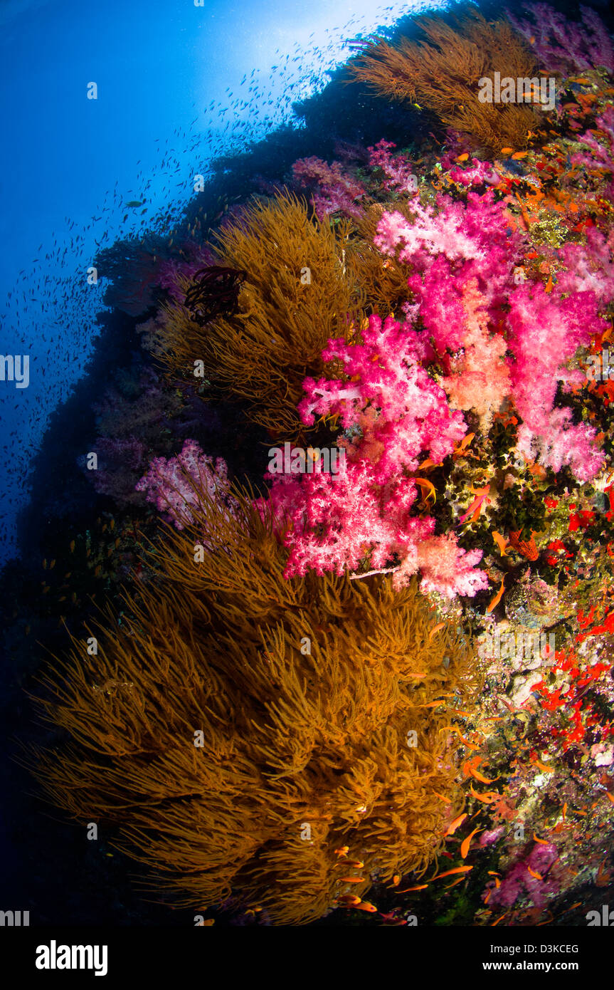 Corallo nero e soft coral seascape, Fiji. Foto Stock