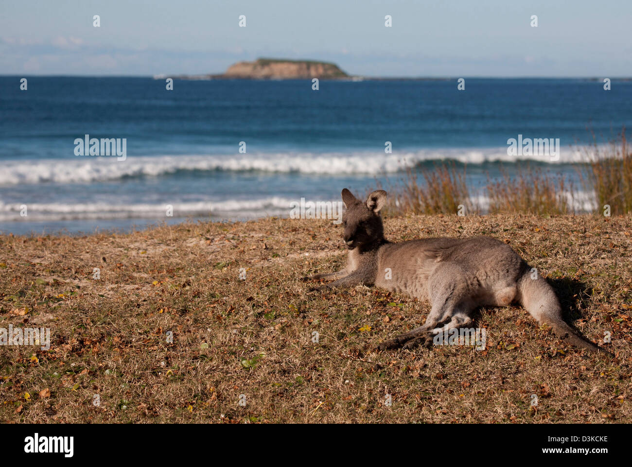 Grigio orientale Kangaroo relax su una spiaggia da surf spiaggia ciottolosa Murramarang National Park South Coast del Nuovo Galles del Sud Australia Foto Stock