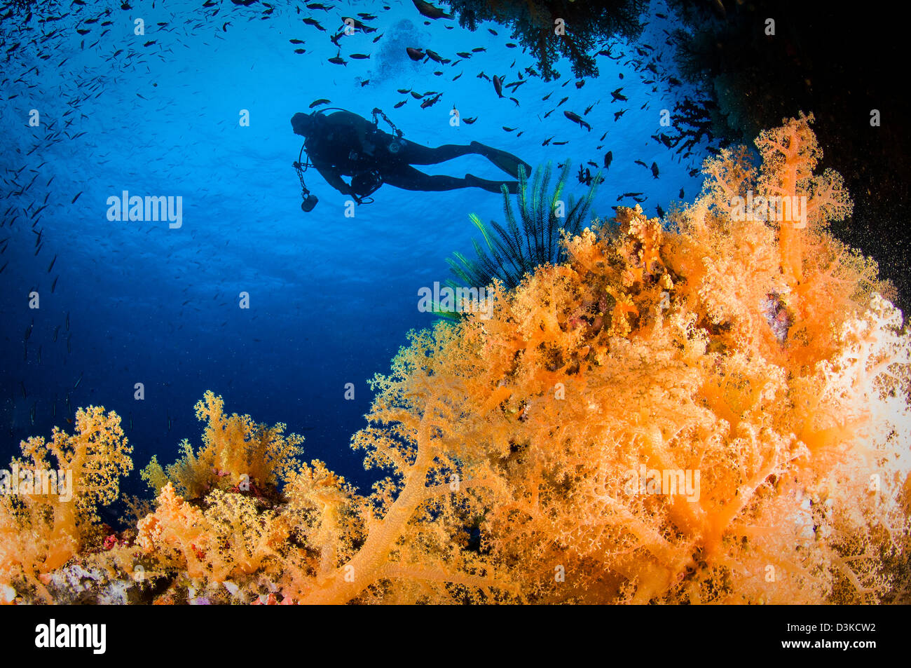 Diver sopra swimms soft coral, Fiji. Foto Stock