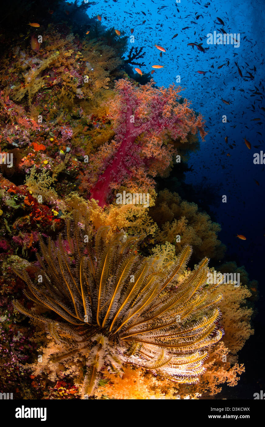 Crinoide e soft coral, Fiji. Foto Stock