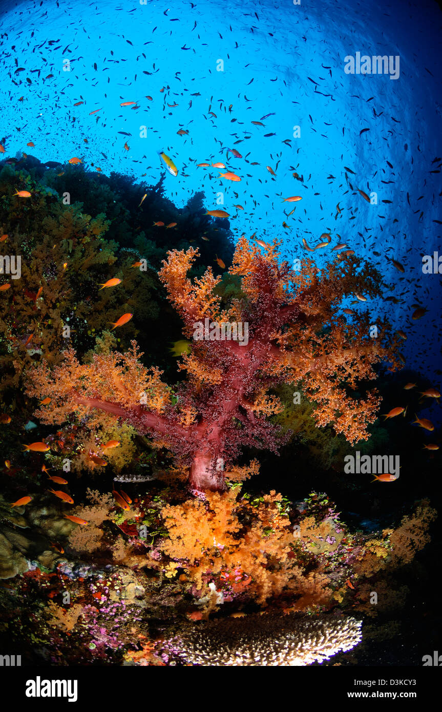 Soft Coral seascape, Fiji. Foto Stock