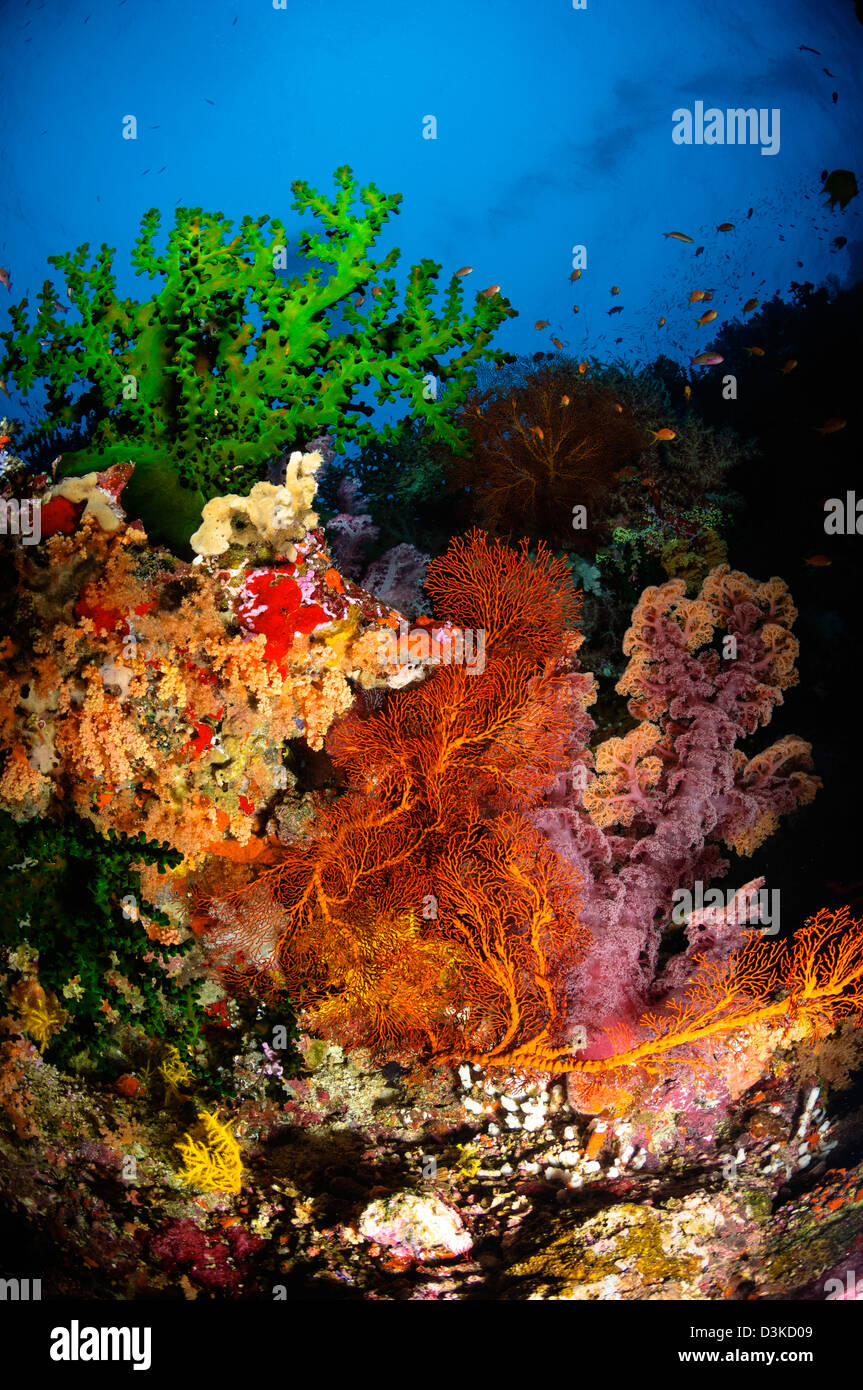 Coralli duri e molli Mar dei Coralli, Isole Figi. Foto Stock