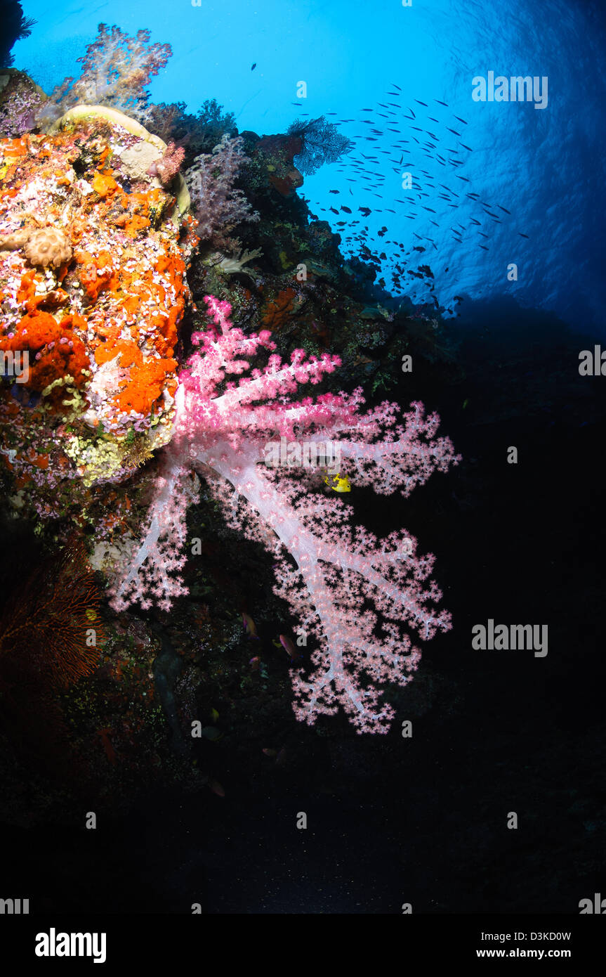 Soft Coral seascape, Fiji. Foto Stock