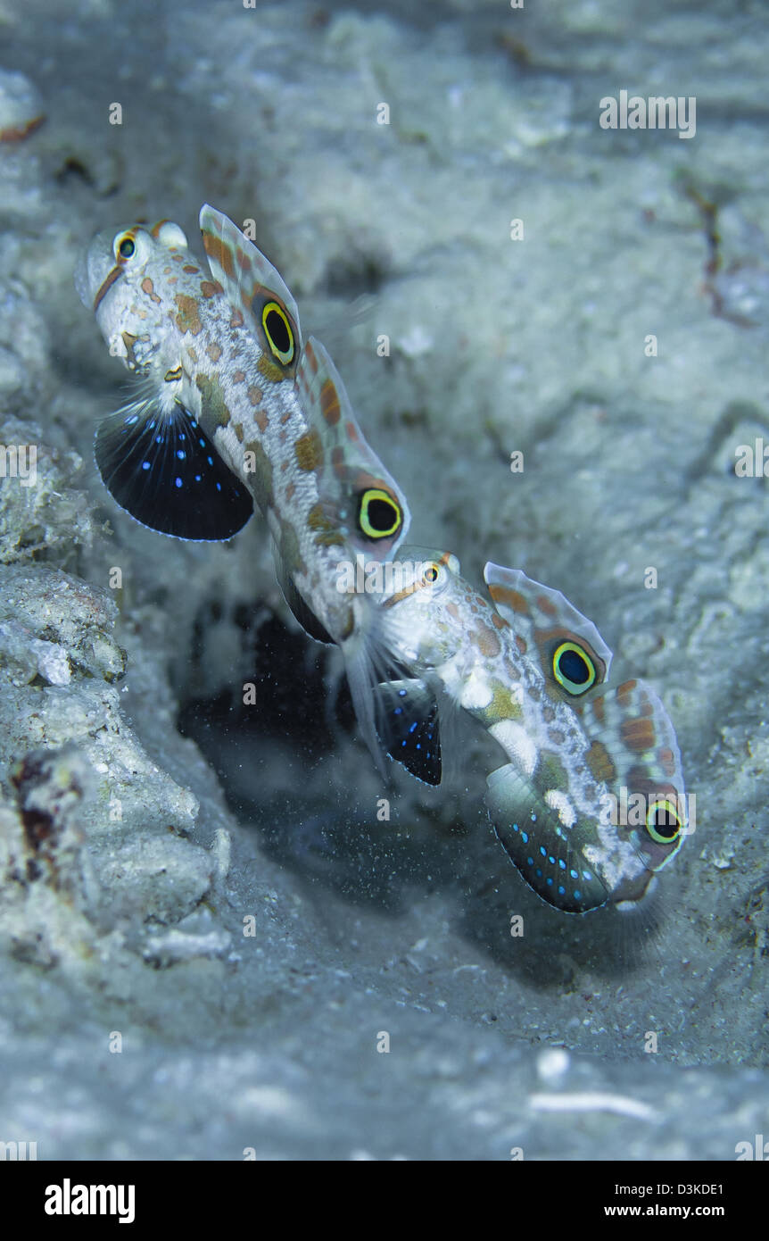 Coppia di twinspot gobys, Australia. Foto Stock