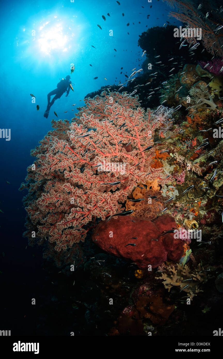 Sommozzatore su soft coral seascape, Indonesia. Foto Stock