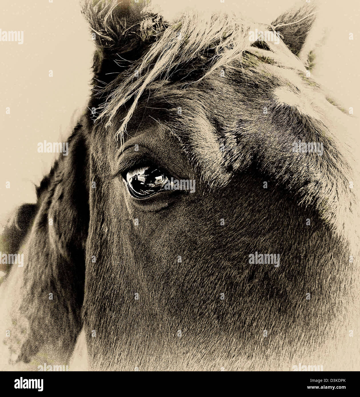 ' Cavalli sognante close up ' Foto Stock