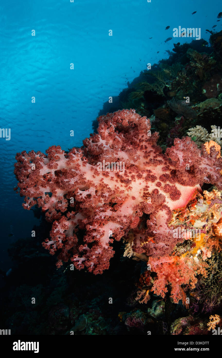Soft Coral seascape, Indonesia. Foto Stock