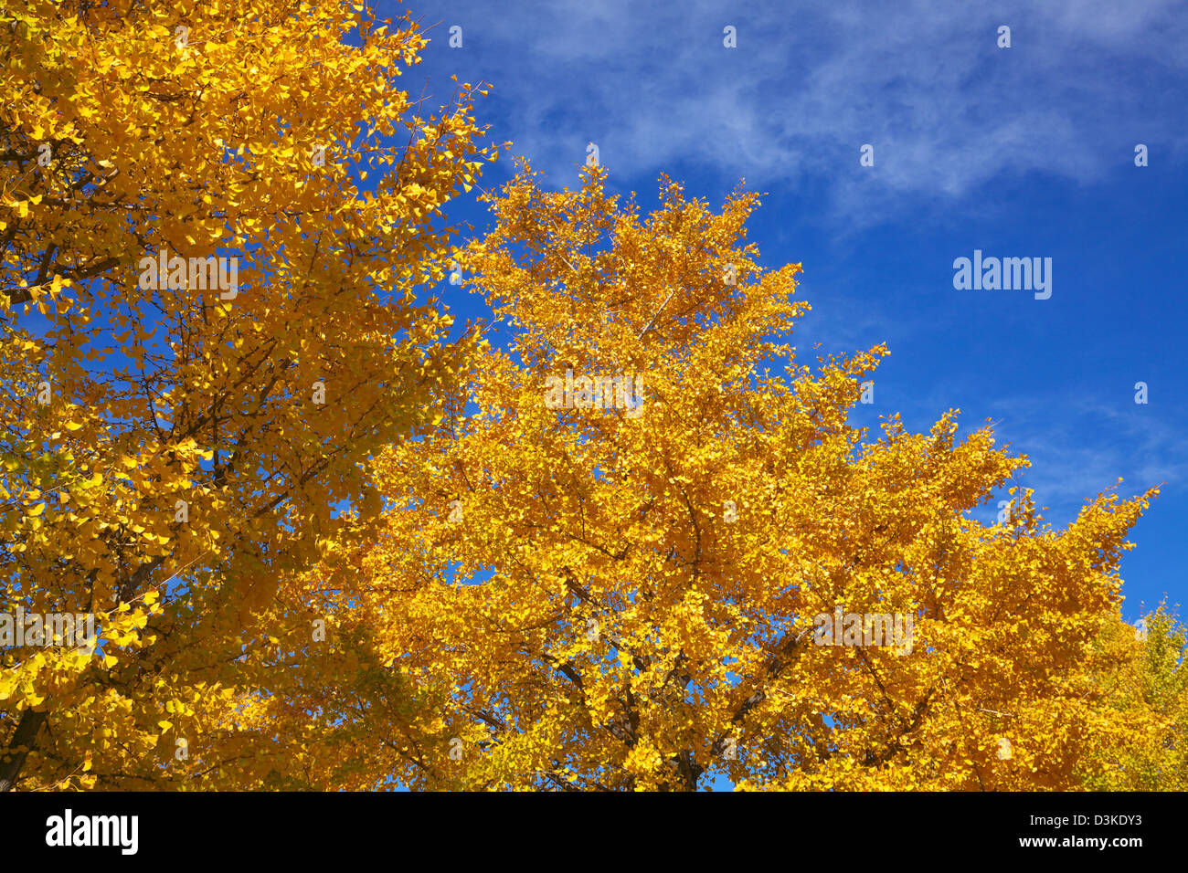 Foglie di giallo e il cielo blu con nuvole Foto Stock