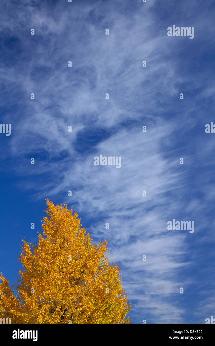 Foglie di giallo e il cielo blu con nuvole Foto Stock