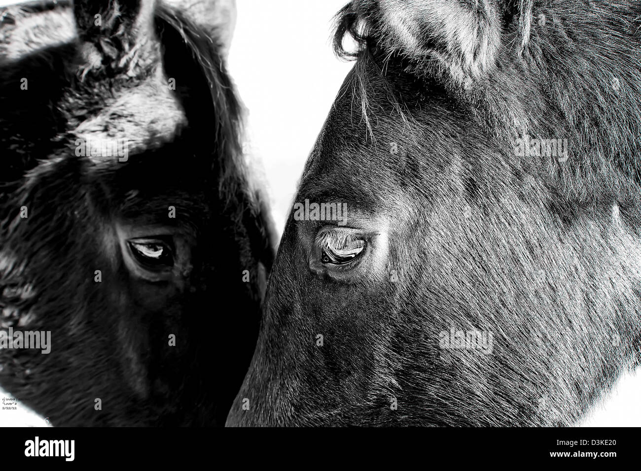 Due amici, vicino. I cavalli in touch. Foto Stock