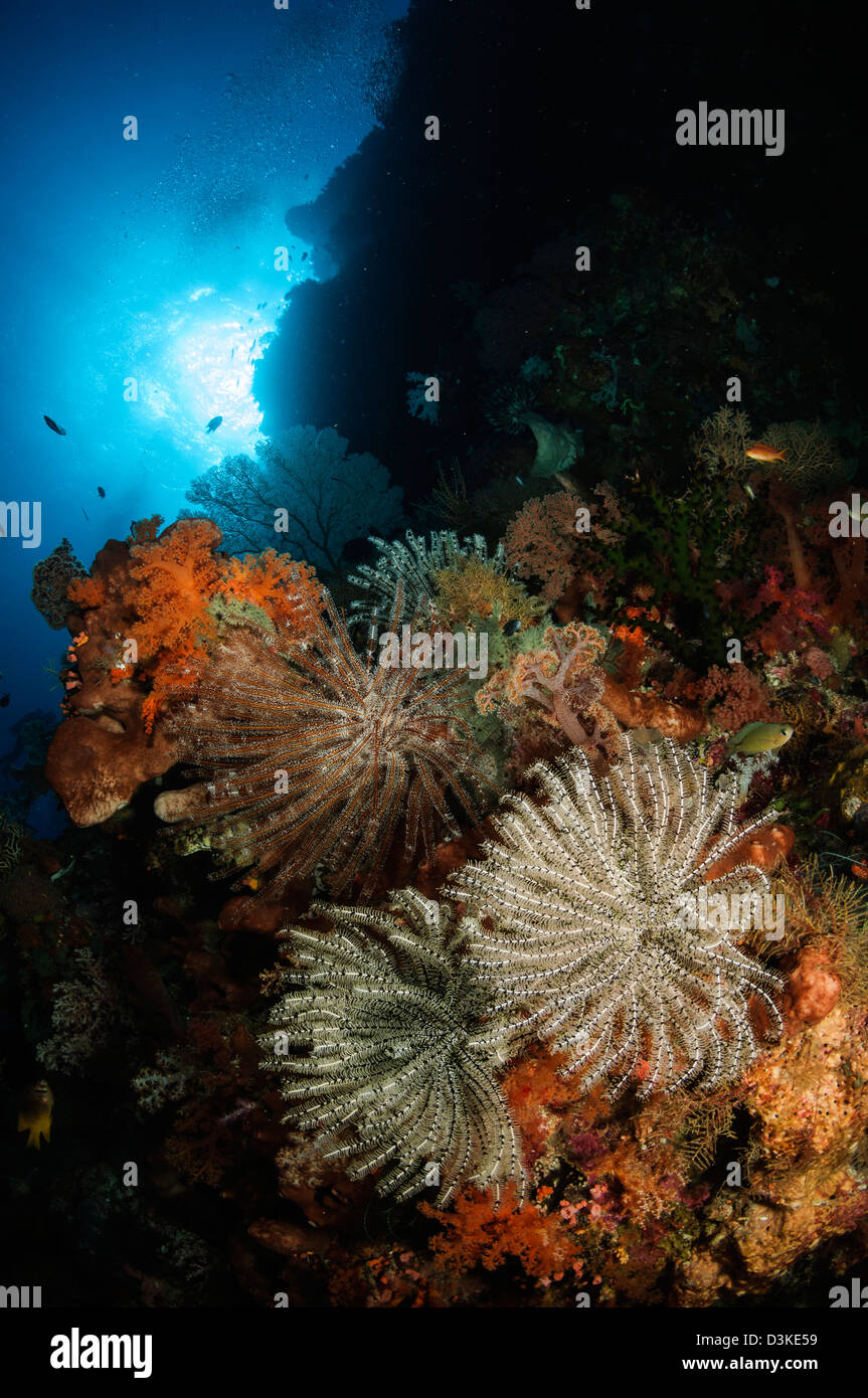 Seascape di crinoidi, Indonesia. Foto Stock