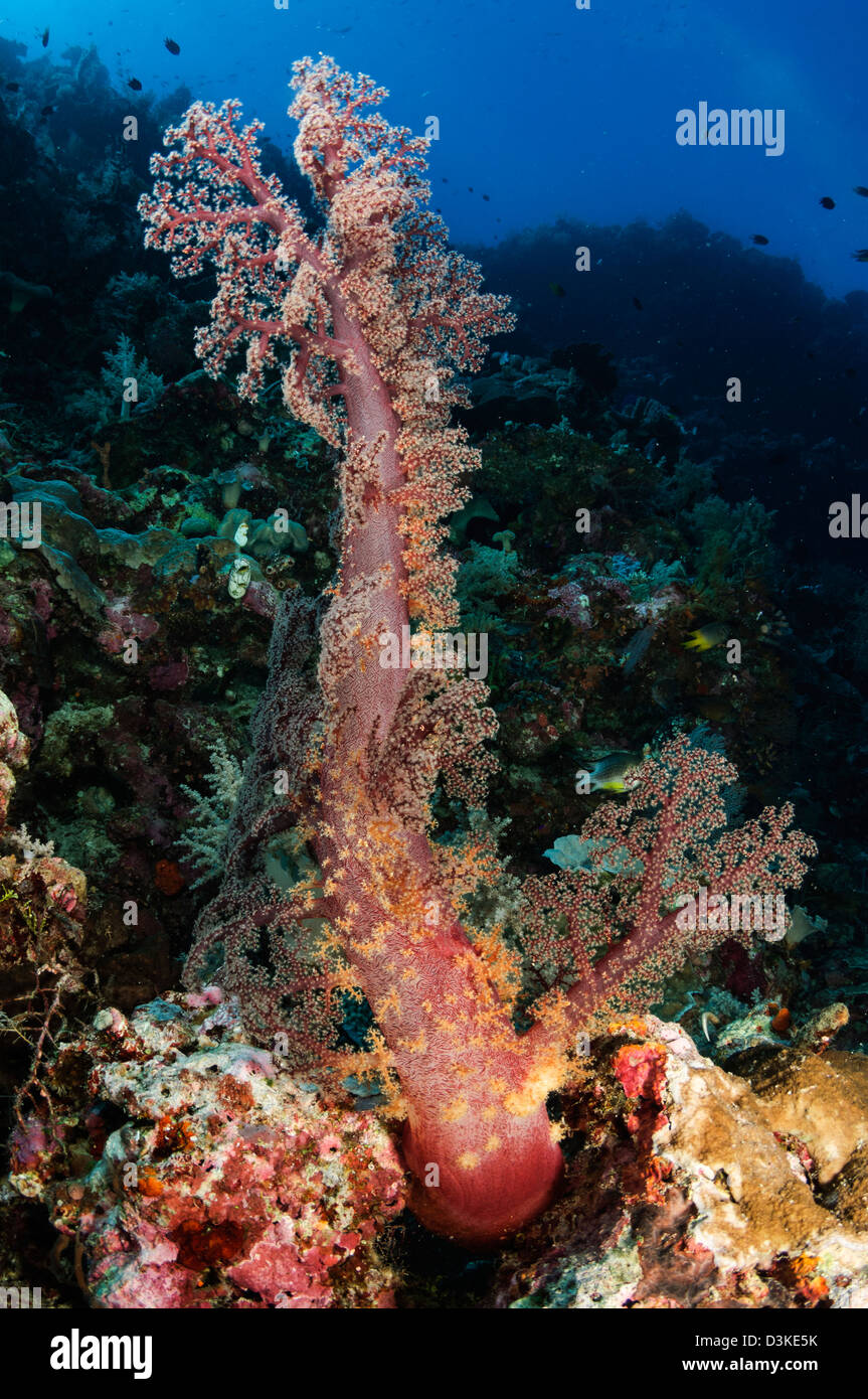 Soft Coral seascape, Indonesia. Foto Stock