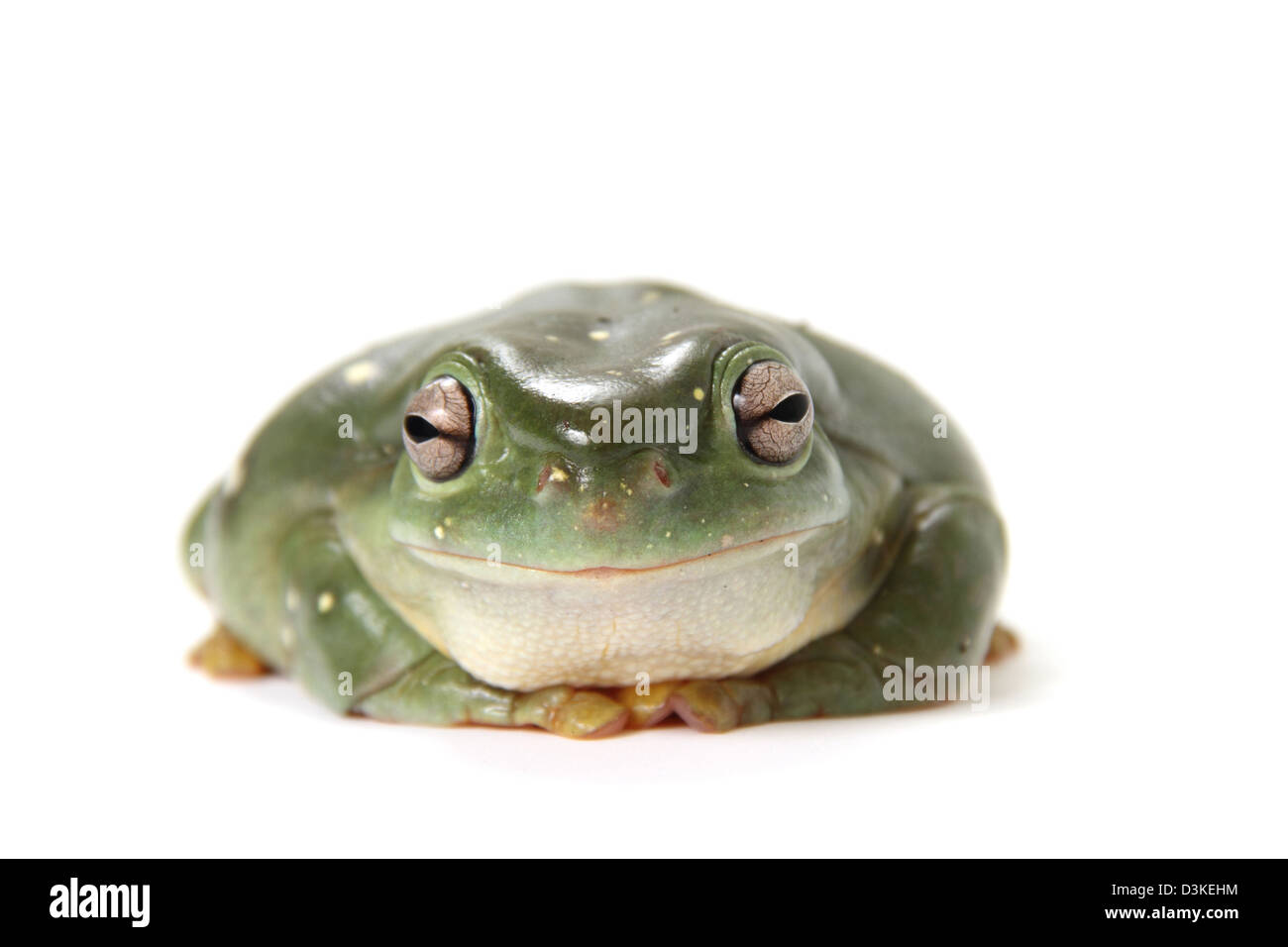 Ranocchio verde, litoria caerulea, fotografato in un studio Foto Stock