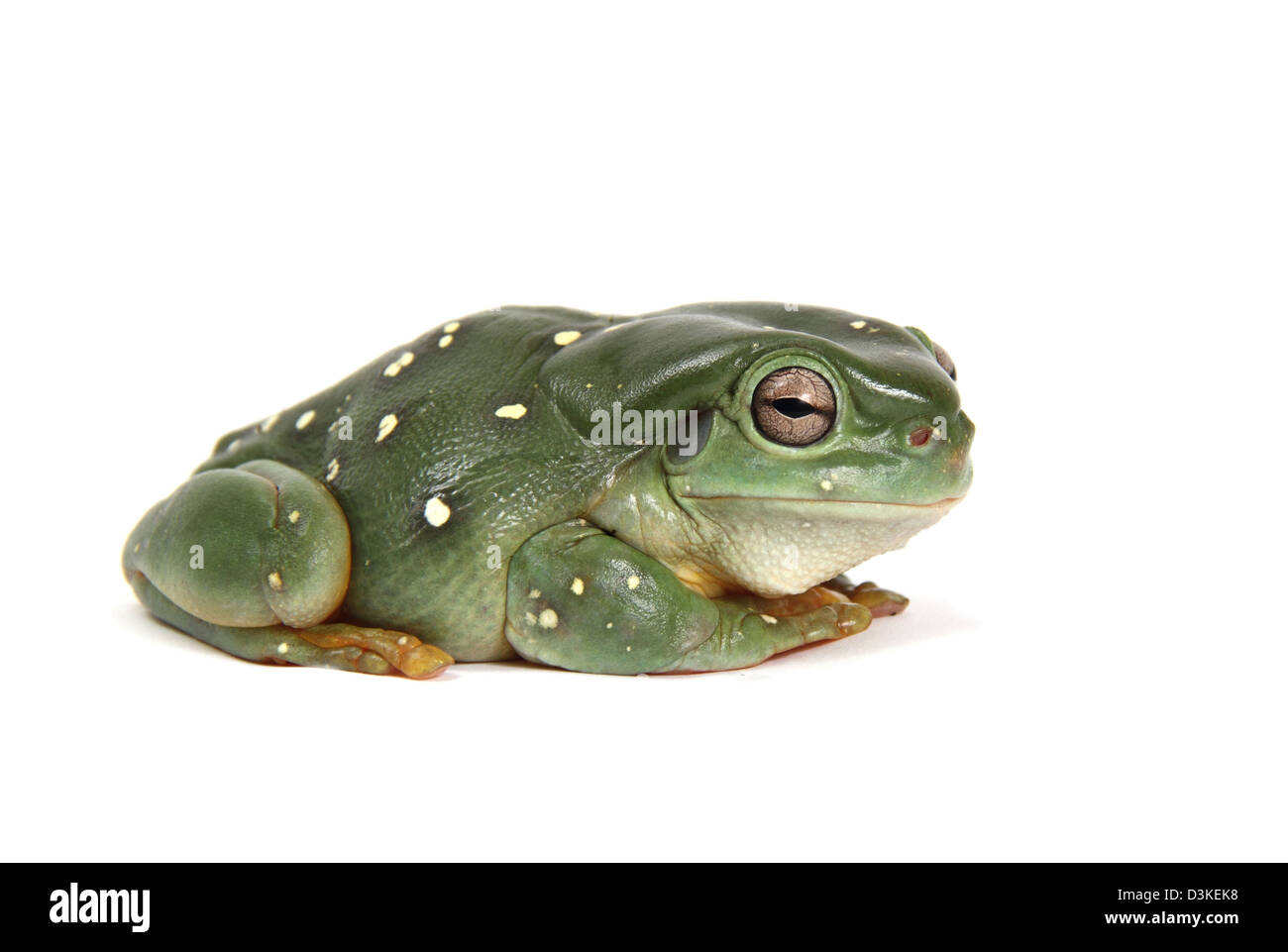 Ranocchio verde, litoria caerulea, fotografato in un studio Foto Stock