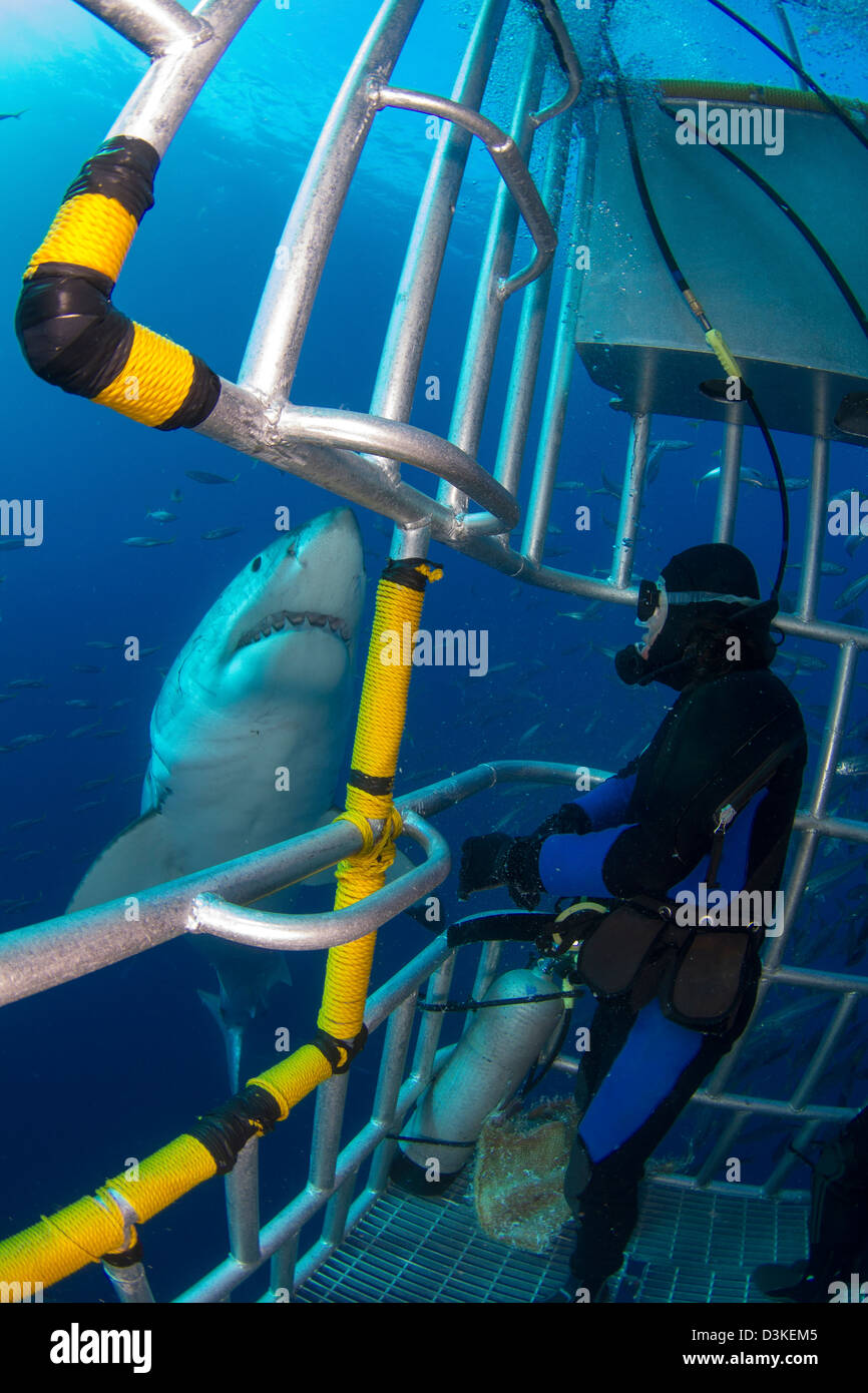 Sommozzatore osserva un maschio grande squalo bianco dall'interno di una gabbia di squalo, Isola di Guadalupe, in Messico. Foto Stock