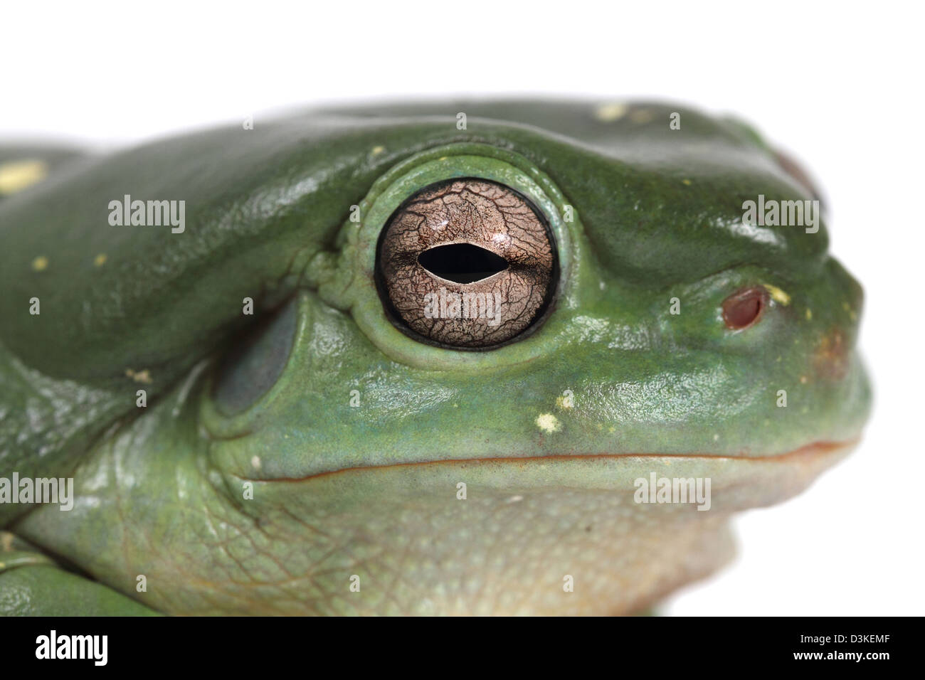 Ranocchio verde, litoria caerulea, fotografato in un studio Foto Stock