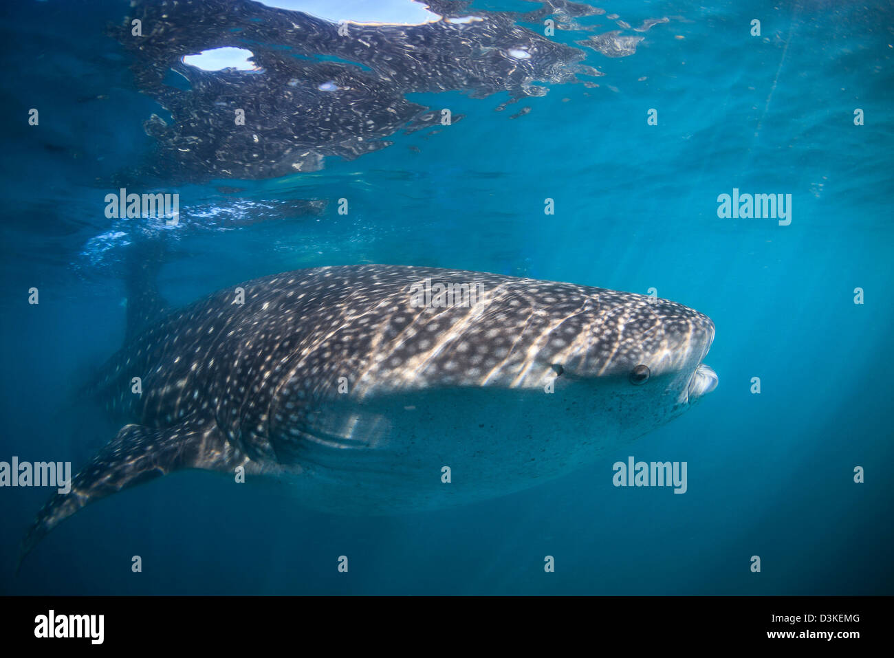 Squalo Balena, La Paz, Messico. Foto Stock